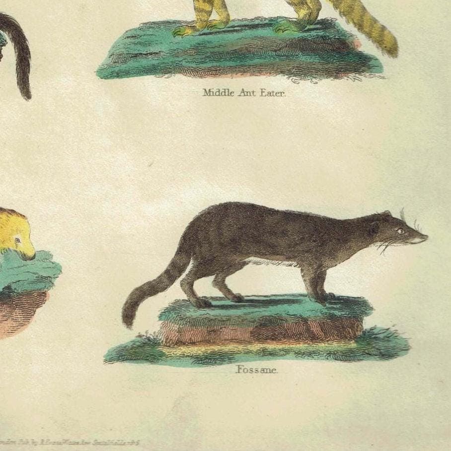 c.1816 From Buffon’s Histoire Naturelle -  Small Mammals Print - Manis & Ant Eaters - Hand-Coloured Natural History Engraving - 8 x 10.5 in - Image 3