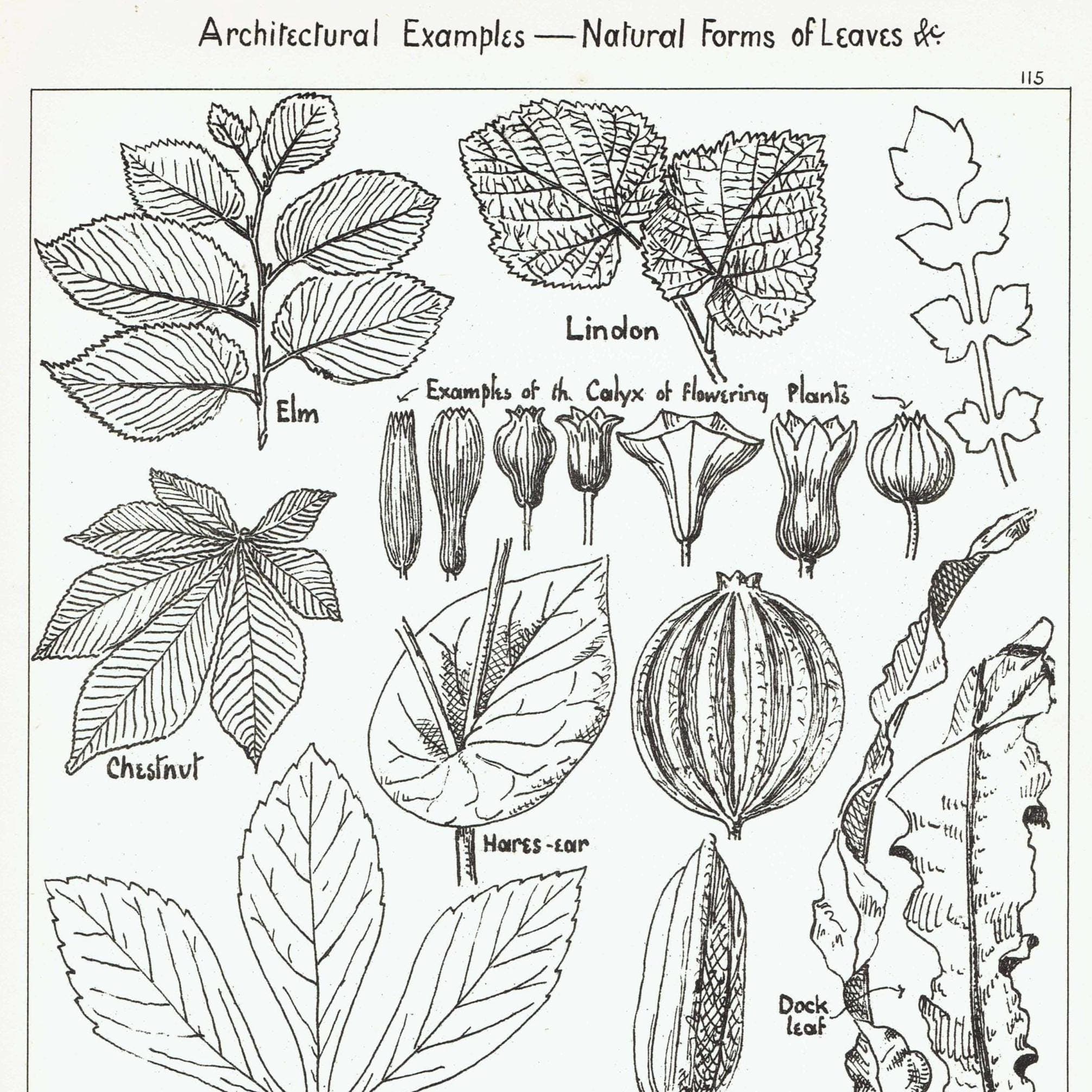 1898 Architectural Leaf Print - Elm, Linden, Chestnut, Iris, Christmas Rose & Decorative Plant Studies - Antique Plate - 8 x 10.75 in - Image 2