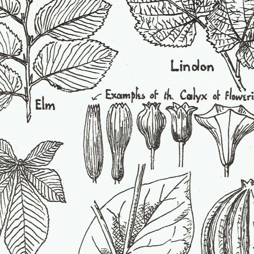 1898 Architectural Leaf Print - Elm, Linden, Chestnut, Iris, Christmas Rose & Decorative Plant Studies - Antique Plate - 8 x 10.75 in