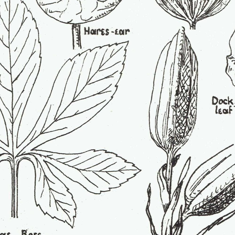 1898 Architectural Leaf Print - Elm, Linden, Chestnut, Iris, Christmas Rose & Decorative Plant Studies - Antique Plate - 8 x 10.75 in - Image 4