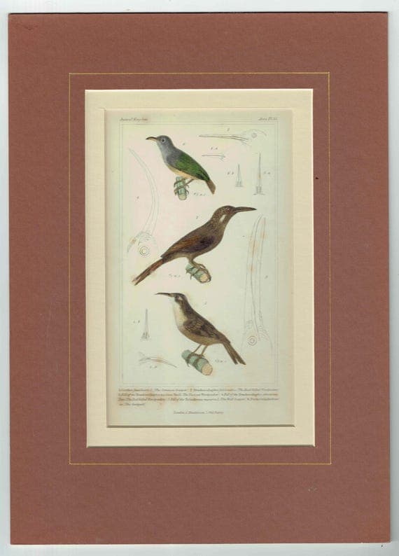 1835 Cuvier Birds Print - Animal Kingdom - Print - Woodpecker & Creeper - Hand-Coloured Ornithology Illustration - 8.5 x 5.5 in