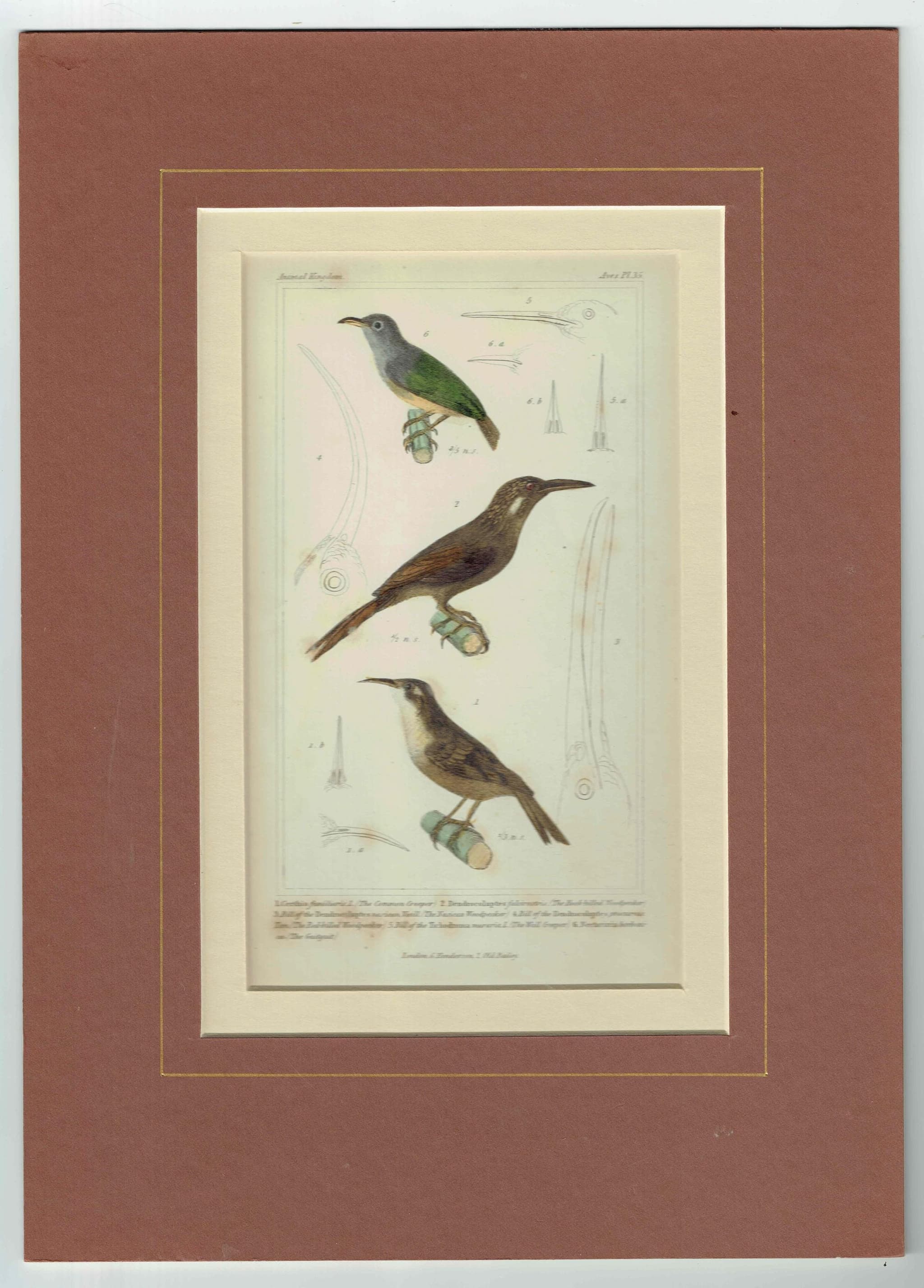 1835 Cuvier Birds Print - Animal Kingdom - Print - Woodpecker & Creeper - Hand-Coloured Ornithology Illustration - 8.5 x 5.5 in