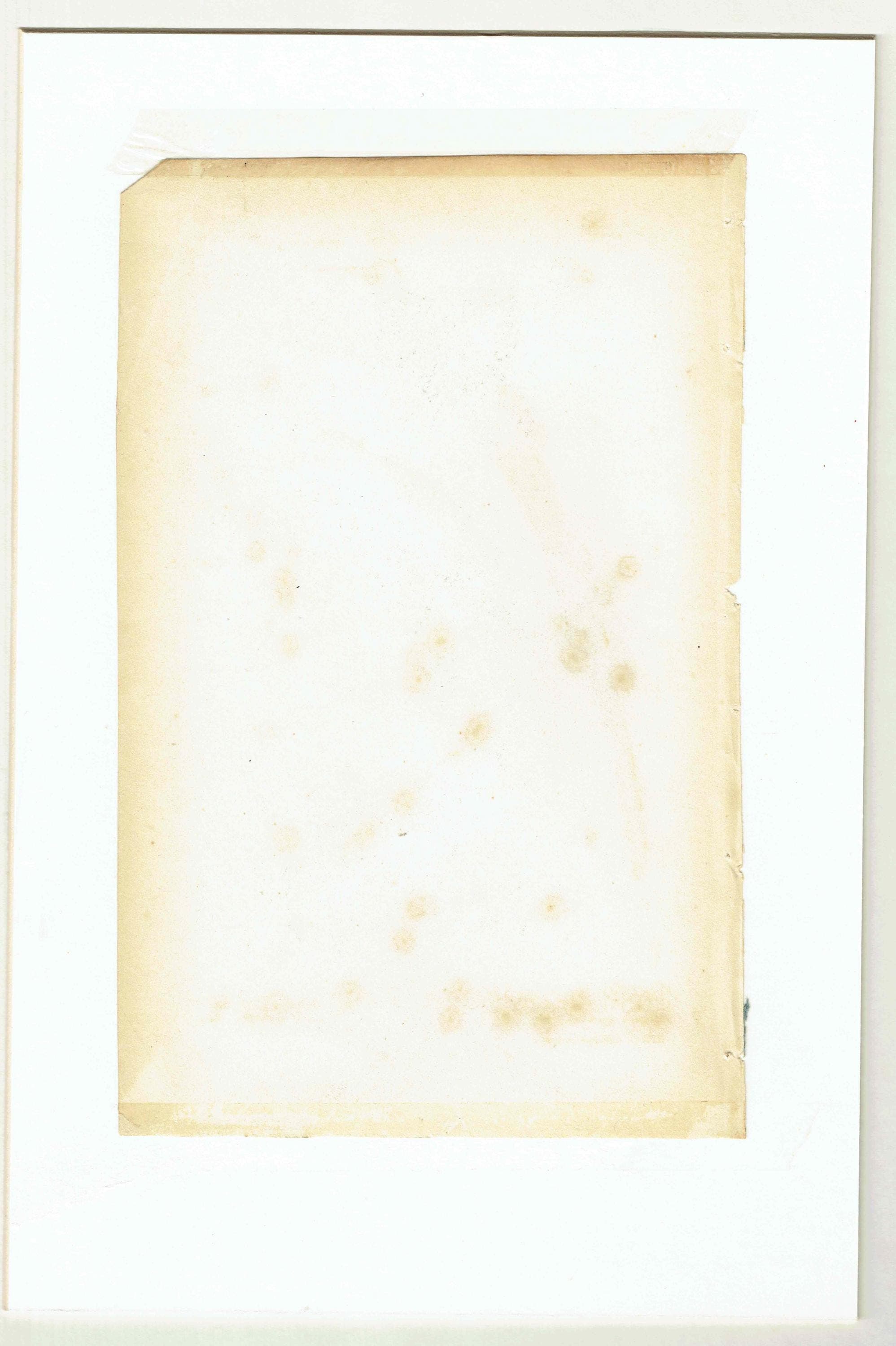 1835 Cuvier Birds Print - Animal Kingdom - Print - Woodpecker & Creeper - Hand-Coloured Ornithology Illustration - 8.5 x 5.5 in - Image 4