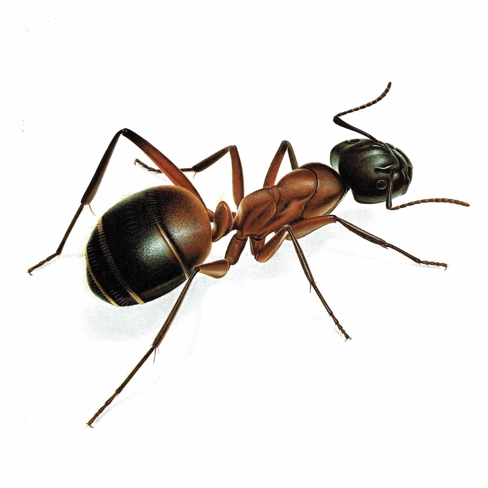 1986 Red Ant Formica Rufa Print - Durin Bernard Les Insectes - Vintage Scientific Illustration - Linnaeus Entomology - 11 x 13 in