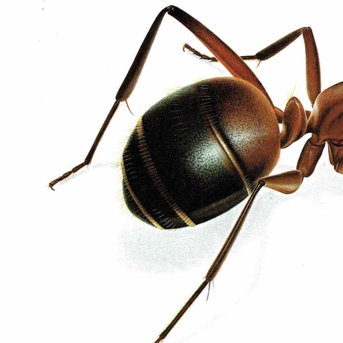 1986 Red Ant Formica Rufa Print - Durin Bernard Les Insectes - Vintage Scientific Illustration - Linnaeus Entomology - 11 x 13 in - Image 4