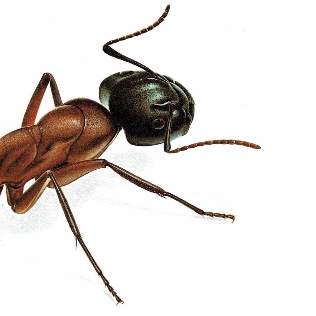 1986 Red Ant Formica Rufa Print - Durin Bernard Les Insectes - Vintage Scientific Illustration - Linnaeus Entomology - 11 x 13 in - Image 5