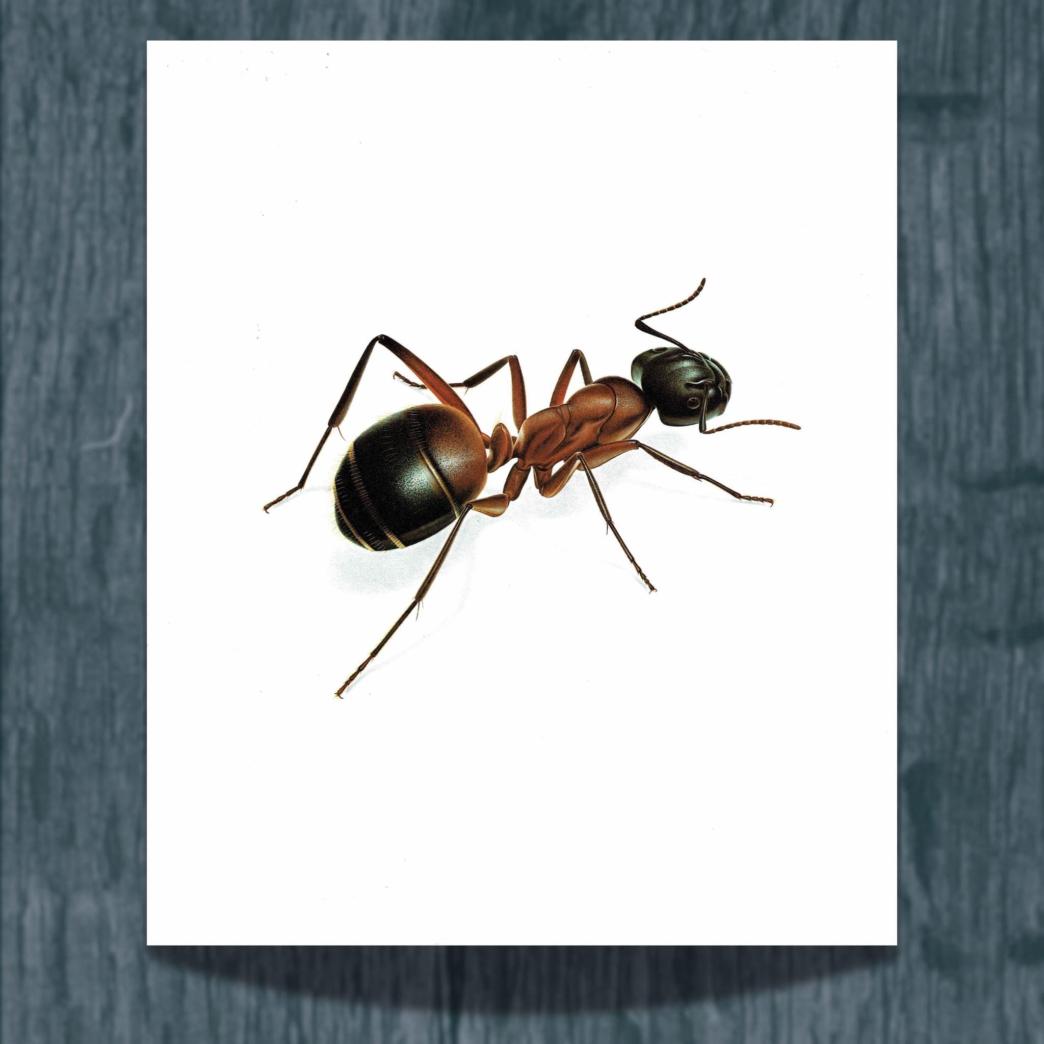1986 Red Ant Formica Rufa Print - Durin Bernard Les Insectes - Vintage Scientific Illustration - Linnaeus Entomology - 11 x 13 in - Image 2