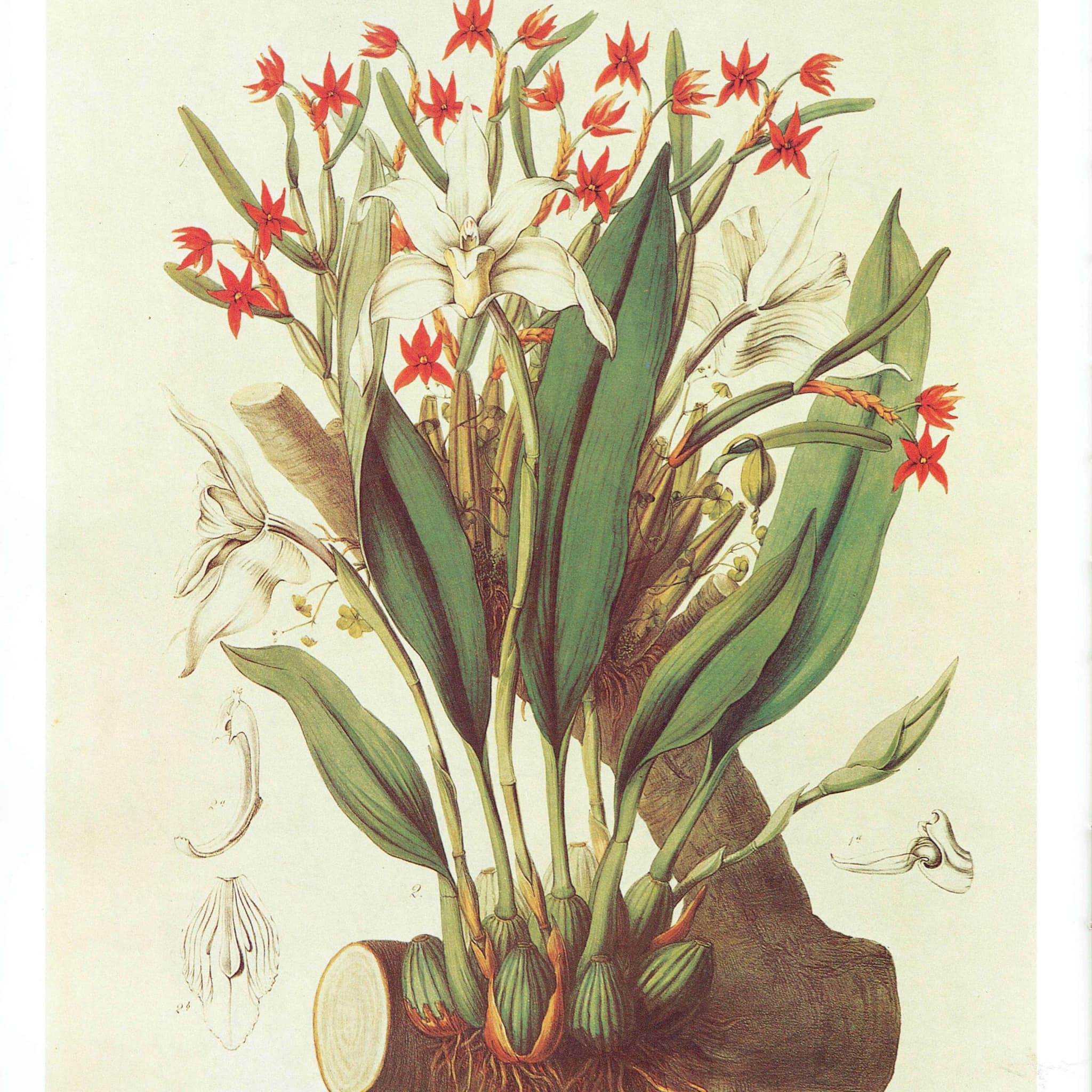 Orchids Diothonea & Ivory Maxillaria by John Lindley - 1984 Vintage Print  - Sertum Orchidaceum Botanical Study Flower Art - 10 x 14 in