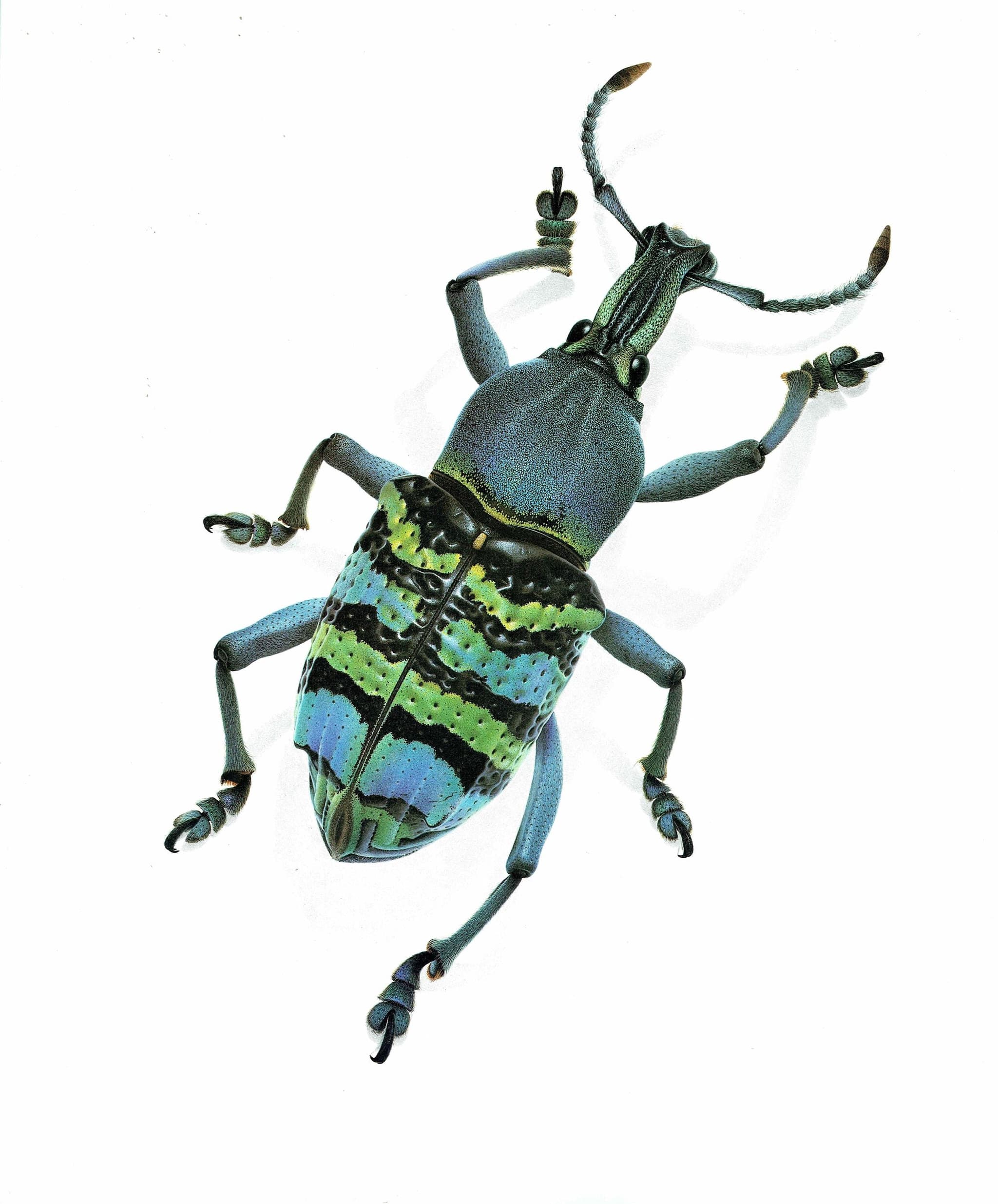 1986 Magnificent Weevil Eupholus Magnificus Print - Durin Bernard Les Insectes Science Illustration - Kirch Entomology  - 11 x 13 in - Image 3