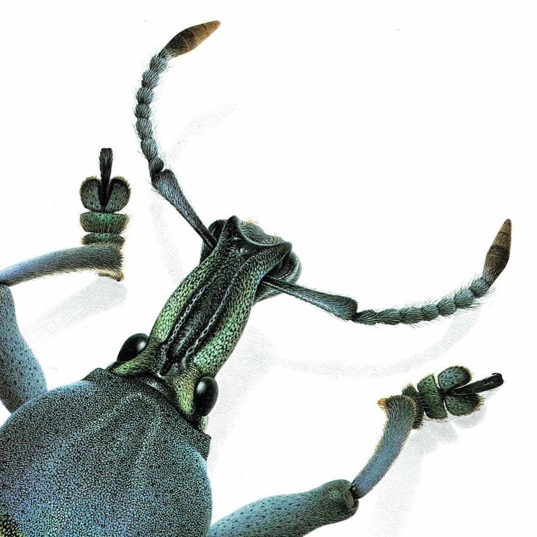 1986 Magnificent Weevil Eupholus Magnificus Print - Durin Bernard Les Insectes Science Illustration - Kirch Entomology  - 11 x 13 in - Image 4