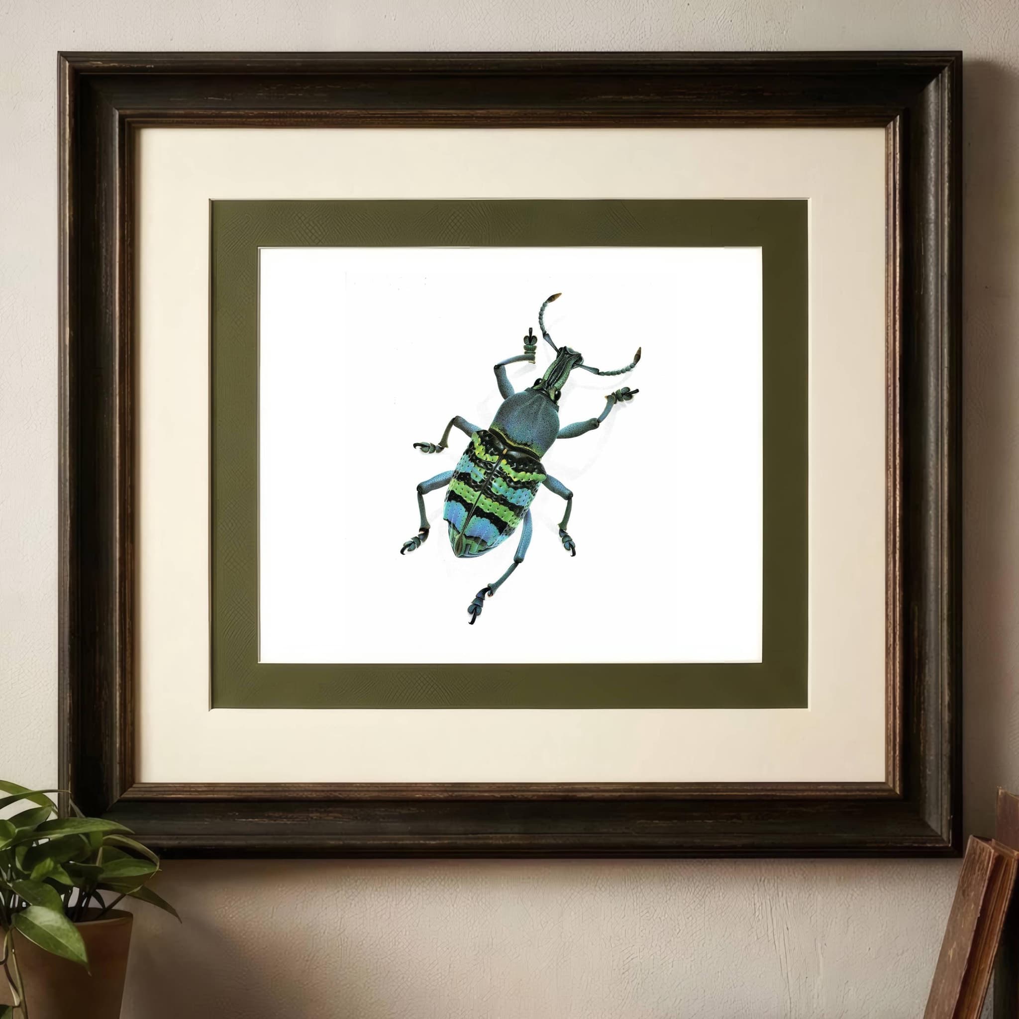 1986 Magnificent Weevil Eupholus Magnificus Print - Durin Bernard Les Insectes Science Illustration - Kirch Entomology  - 11 x 13 in - Image 2