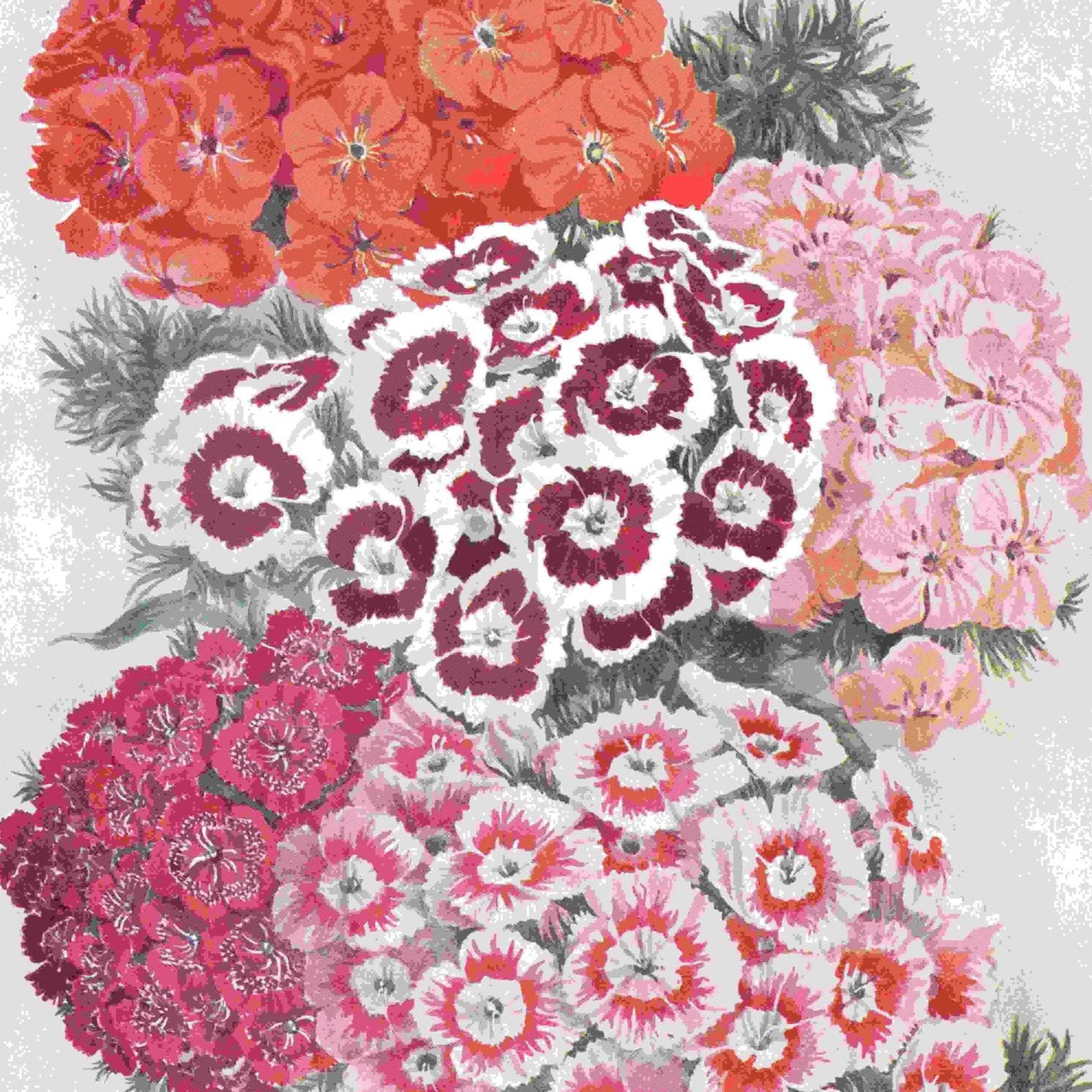 1950s Sweet Williams Botanical Print - Vintage Garden Flower Illustration from The Popular Encyclopaedia of Gardening - 7 x 9.5 in
