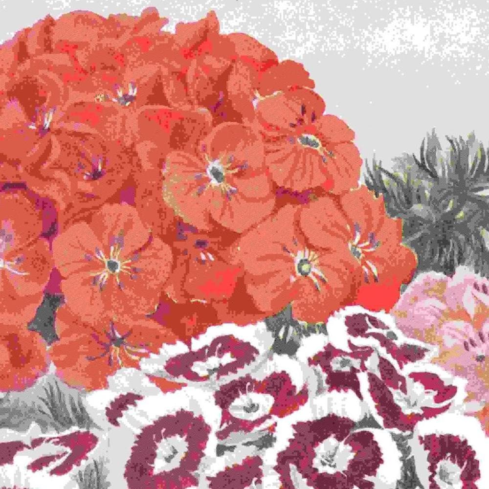 1950s Sweet Williams Botanical Print - Vintage Garden Flower Illustration from The Popular Encyclopaedia of Gardening - 7 x 9.5 in - Image 3