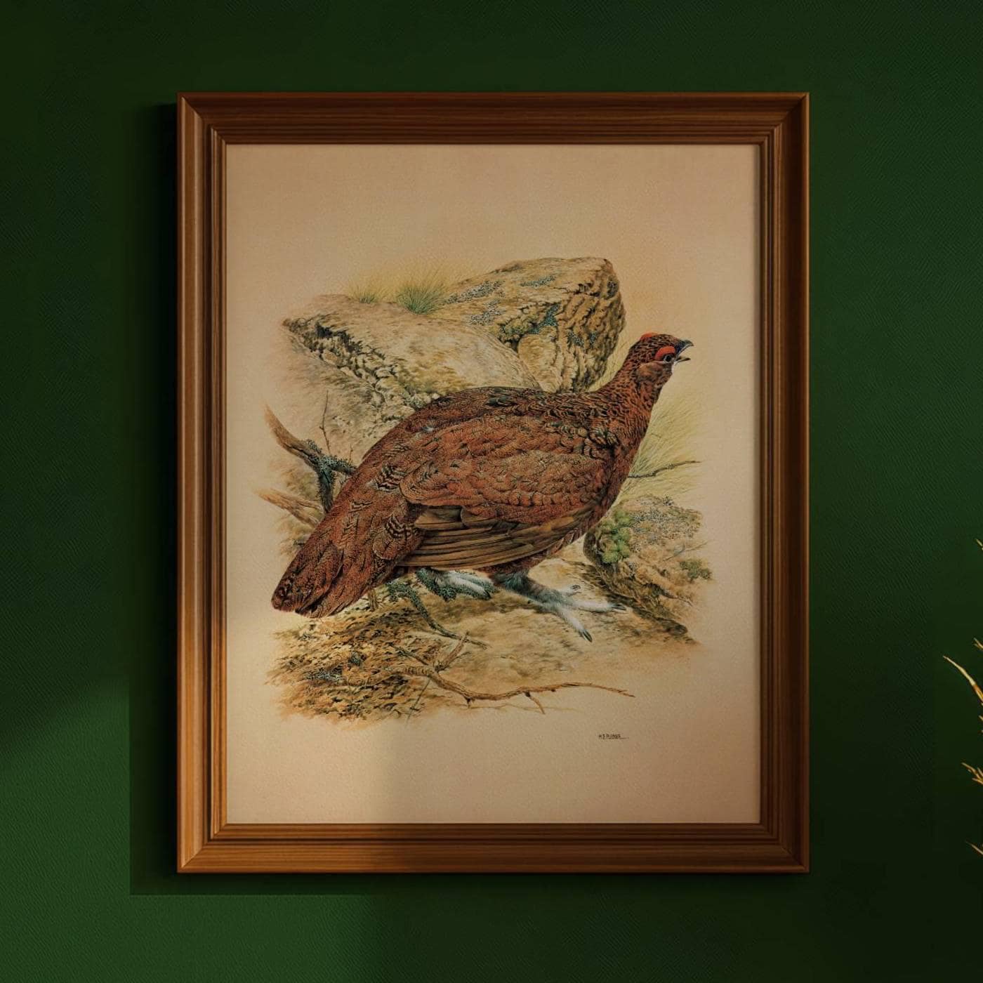1981 Red Grouse - Game Birds - Maurice Pledger Original Vintage Wildlife Art Print - 11.5 x 16.5 in
