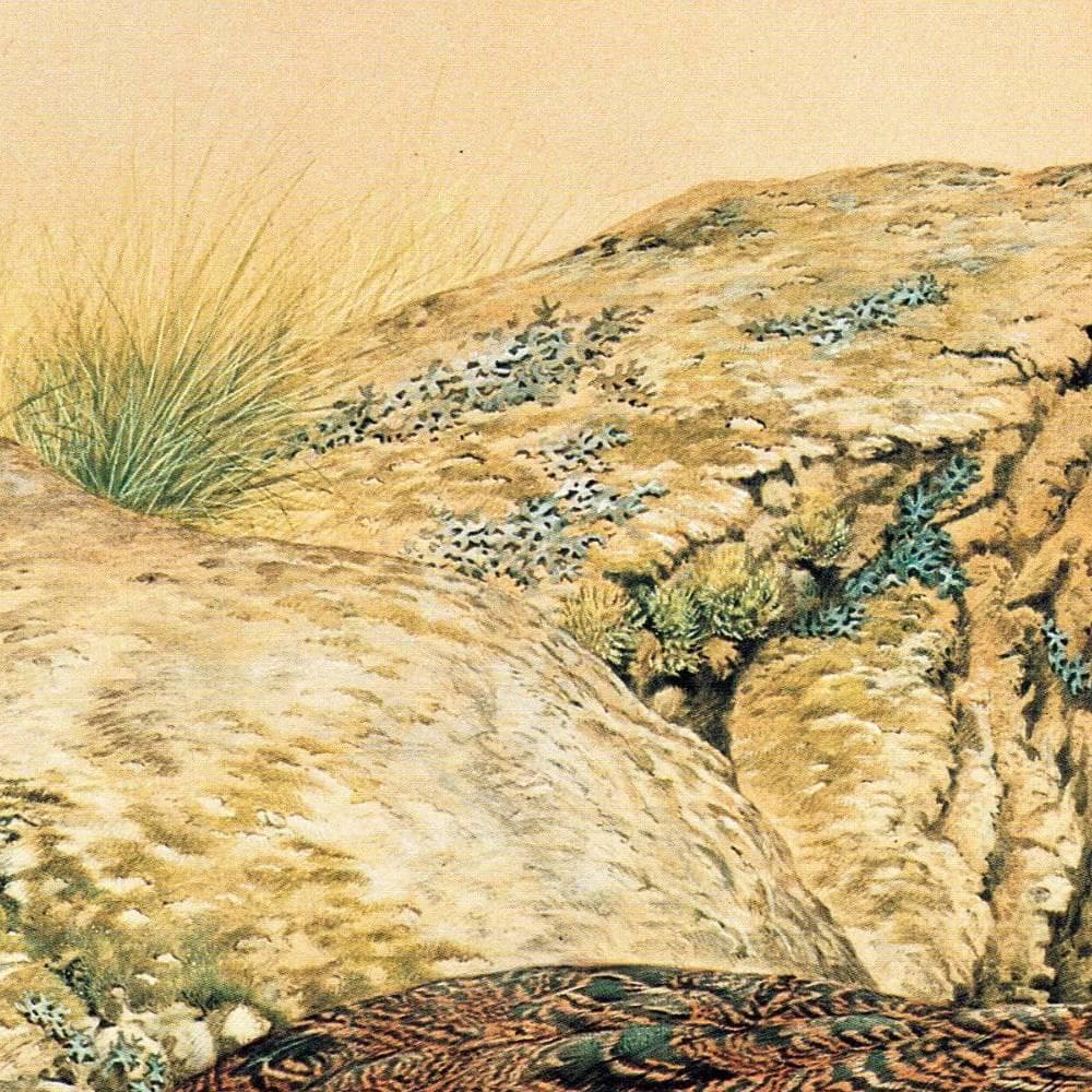 1981 Red Grouse - Game Birds - Maurice Pledger Original Vintage Wildlife Art Print - 11.5 x 16.5 in - Image 4