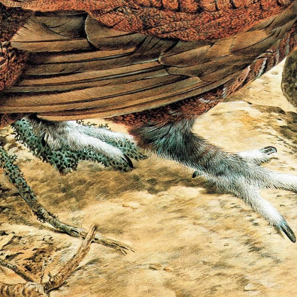 1981 Red Grouse - Game Birds - Maurice Pledger Original Vintage Wildlife Art Print - 11.5 x 16.5 in - Image 5