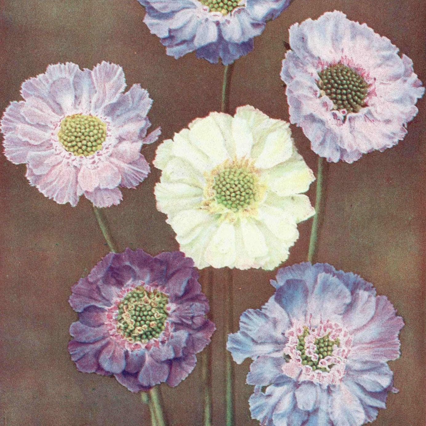 1950s Scabious Botanical Print - Vintage Pincushion Flower Illustration from The Popular Encyclopaedia of Gardening - Wall Art - 5 x 7 in