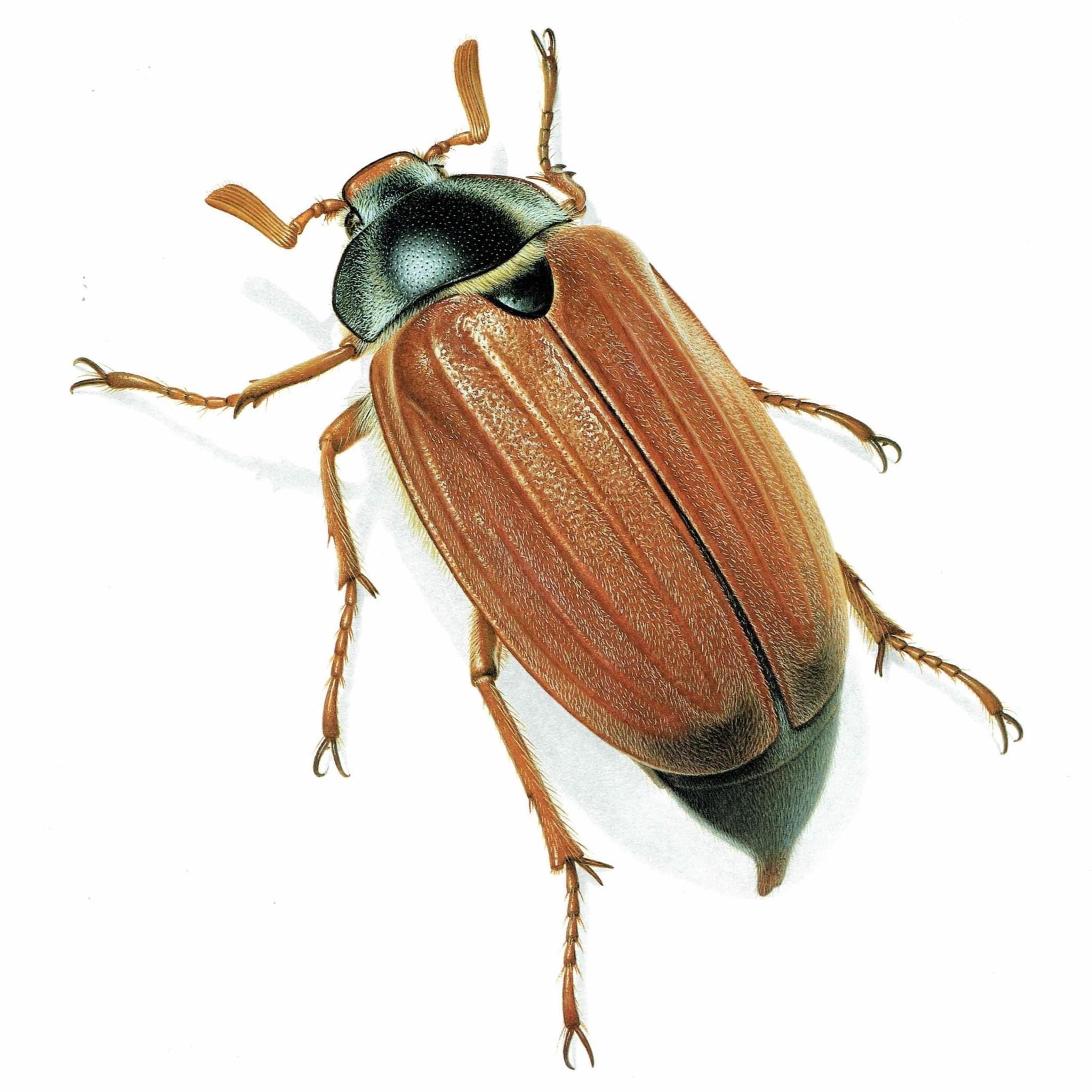 1986 Maybug Common Cockchafer Melolontha Melolontha Print - Durin Bernard Les Insectes Scientific Image - Linnaeus Entomology - 11 x 13 in