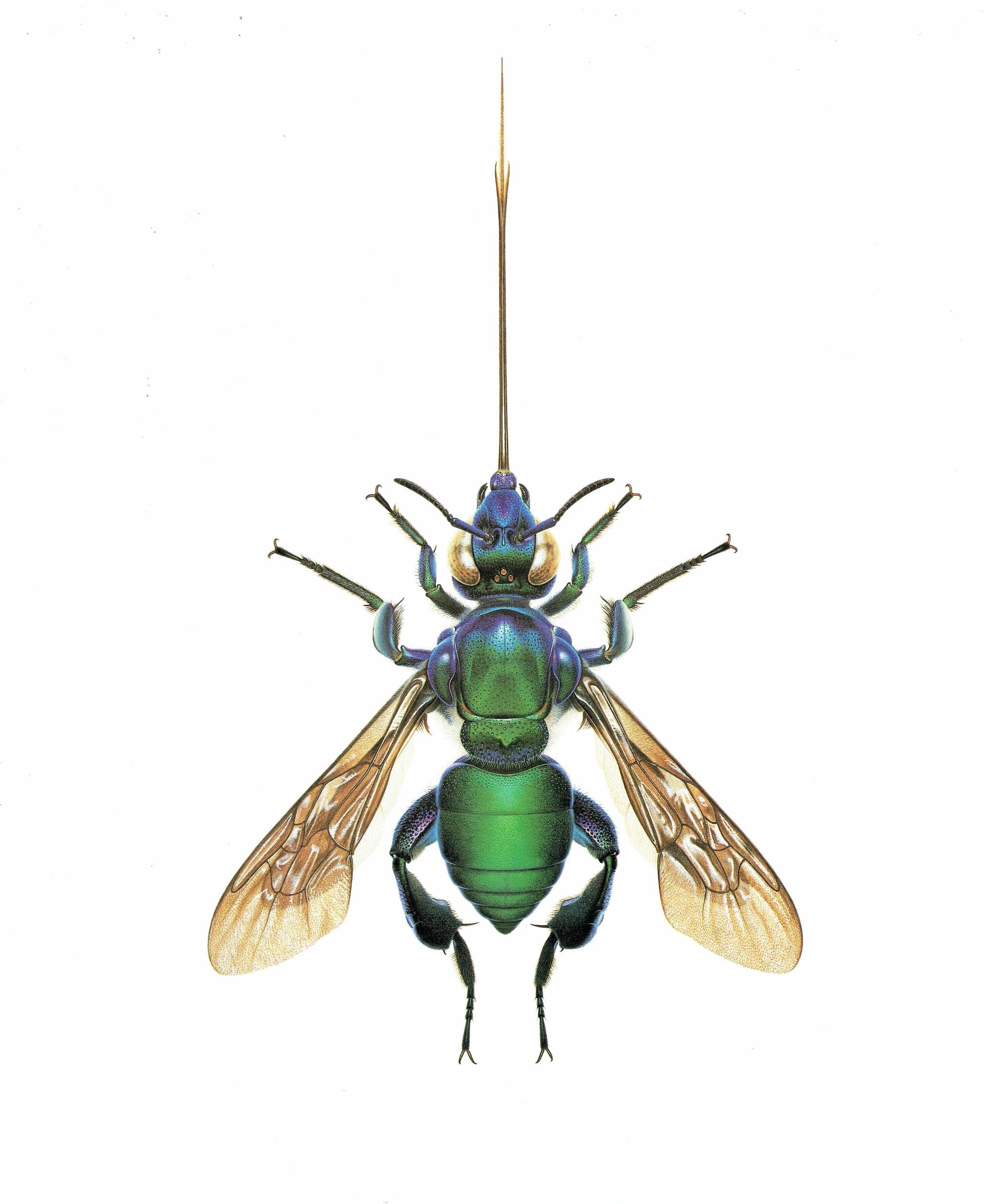 1986 Golden Bee Exaerete Smaragdina Print - Durin Bernard Les Insectes - Vintage Scientific Illustration - Guerin Entomology  - 11 x 13 in - Image 3