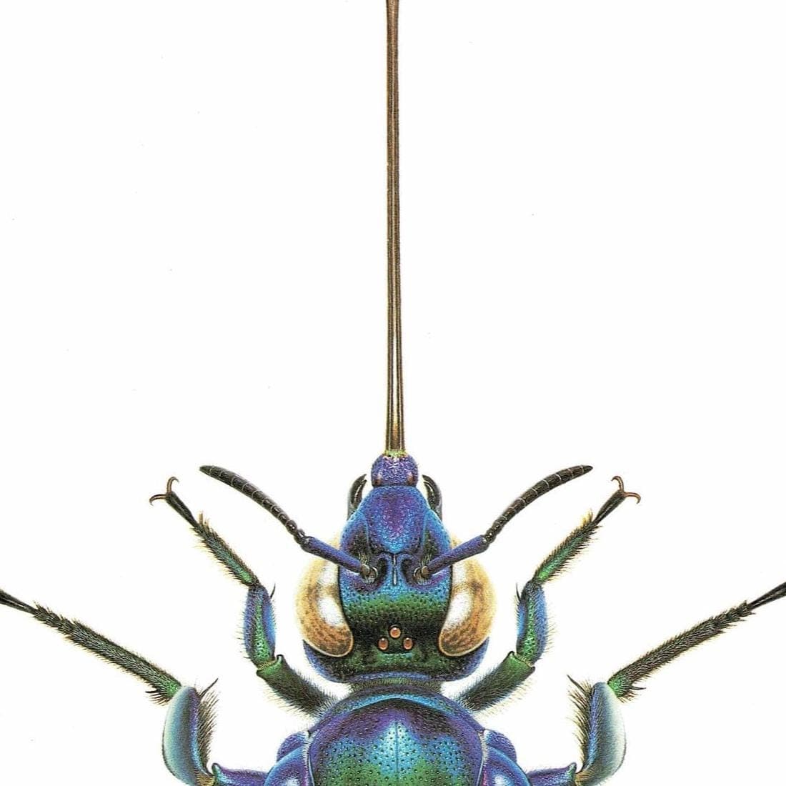 1986 Golden Bee Exaerete Smaragdina Print - Durin Bernard Les Insectes - Vintage Scientific Illustration - Guerin Entomology  - 11 x 13 in - Image 4