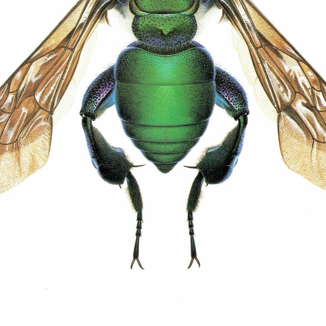 1986 Golden Bee Exaerete Smaragdina Print - Durin Bernard Les Insectes - Vintage Scientific Illustration - Guerin Entomology  - 11 x 13 in - Image 5