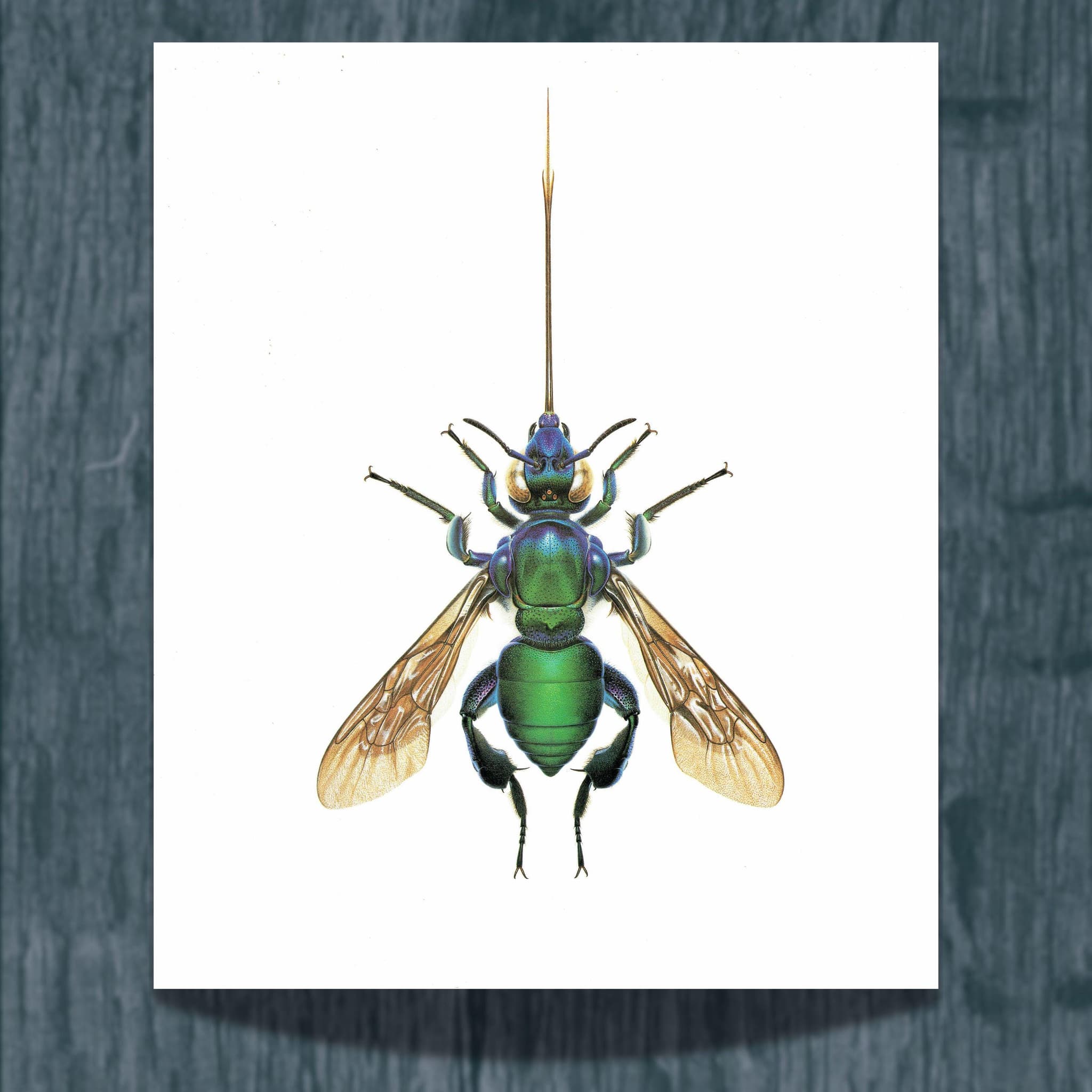 1986 Golden Bee Exaerete Smaragdina Print - Durin Bernard Les Insectes - Vintage Scientific Illustration - Guerin Entomology  - 11 x 13 in - Image 2