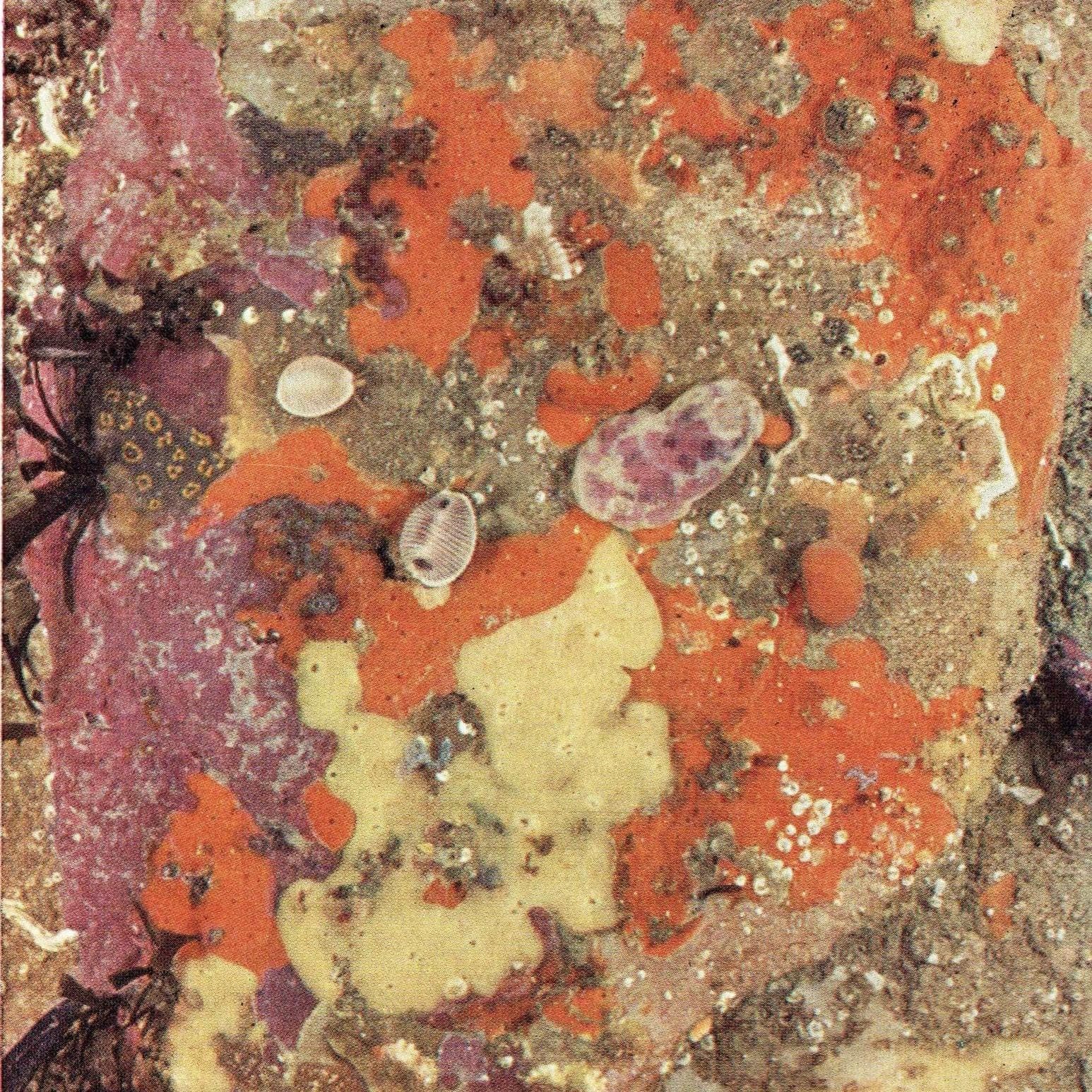 1959 Marine Life Under Rock-Ledge Underwater Photography - D.P. Wilson Sponges Anemones Invertebrates - Scientific Print- 5 x 8.25 in