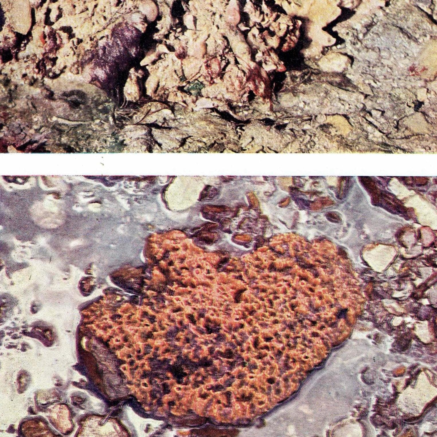 1959 Marine Life Under Rock-Ledge Underwater Photography - D.P. Wilson Sponges Anemones Invertebrates - Scientific Print- 5 x 8.25 in - Image 2