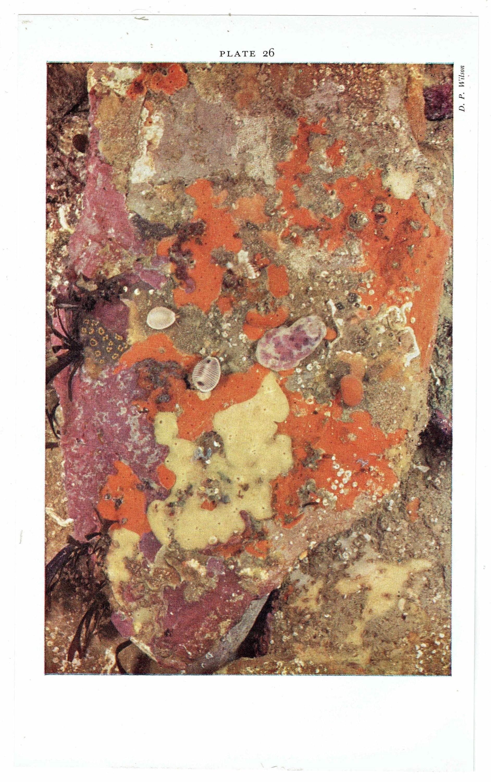1959 Marine Life Under Rock-Ledge Underwater Photography - D.P. Wilson Sponges Anemones Invertebrates - Scientific Print- 5 x 8.25 in - Image 3