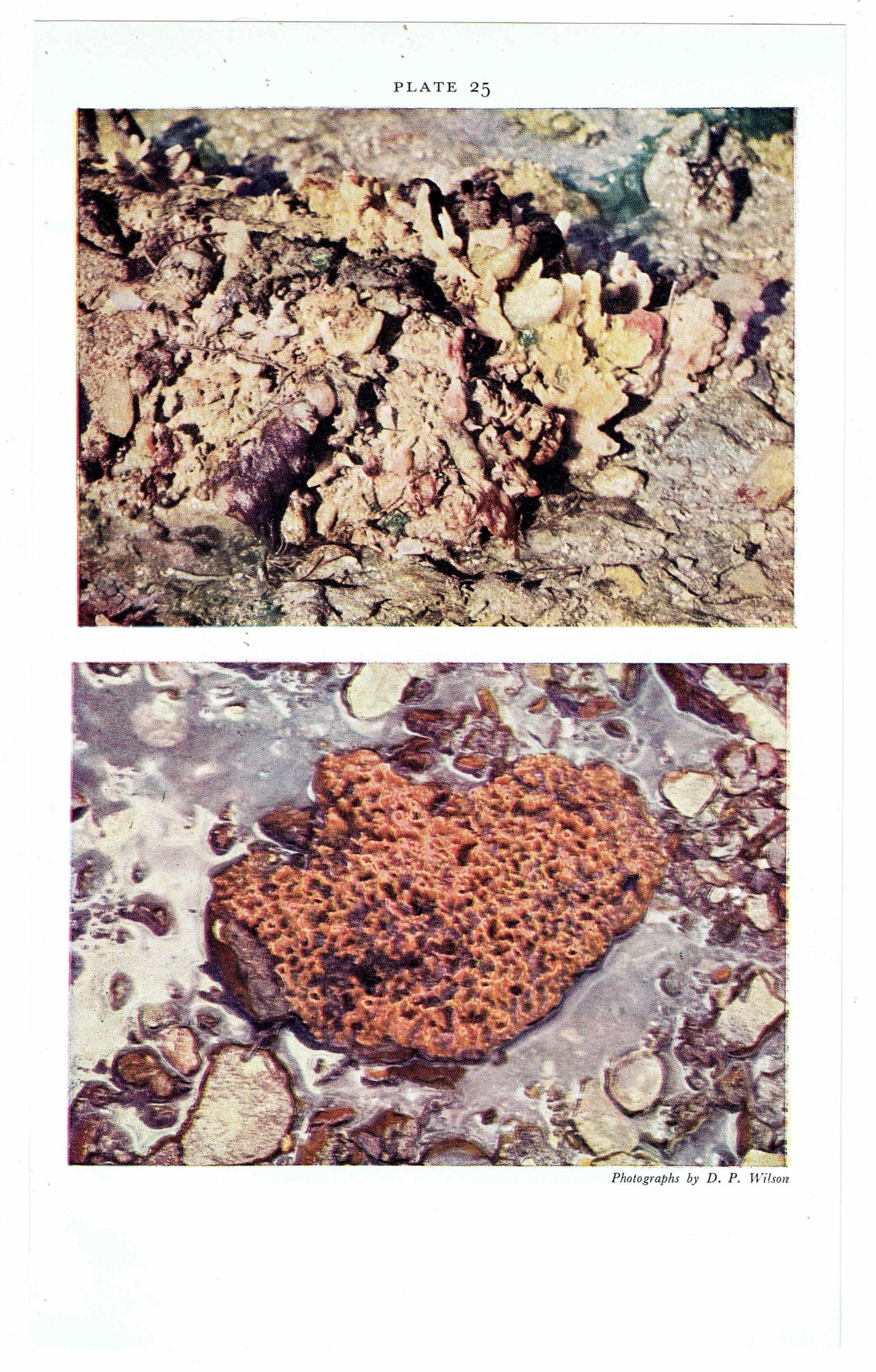 1959 Marine Life Under Rock-Ledge Underwater Photography - D.P. Wilson Sponges Anemones Invertebrates - Scientific Print- 5 x 8.25 in - Image 4