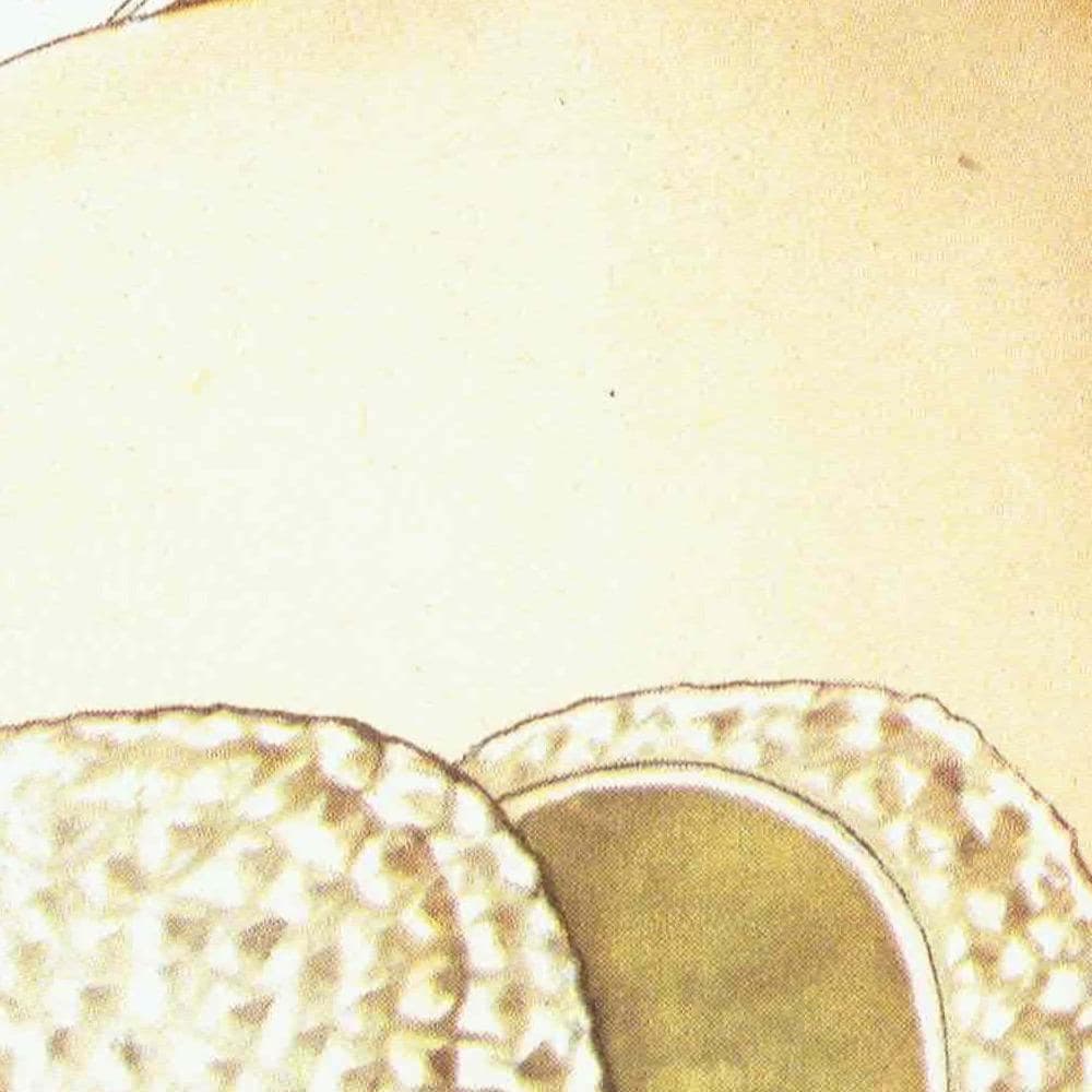 1943 Cauliflower Fungus & Giant Puffball Mushrooms - Original Vintage Print By Ellenby - Ramsbottom Mycology Botanical Study - 4.5 x 6.5 in - Image 7