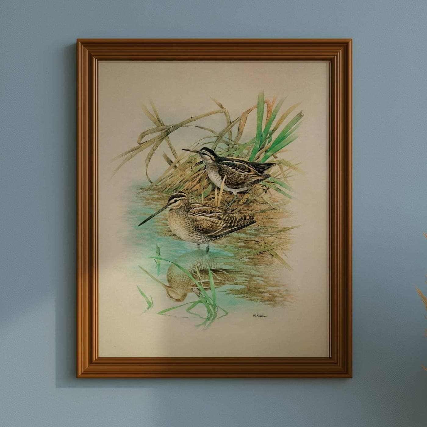 1981 Common Snipe and Jack Snipe Original Vintage Print - Maurice Pledger Wildlife Art - Game Birds Book Illustration - 11.5 x 16.5 in