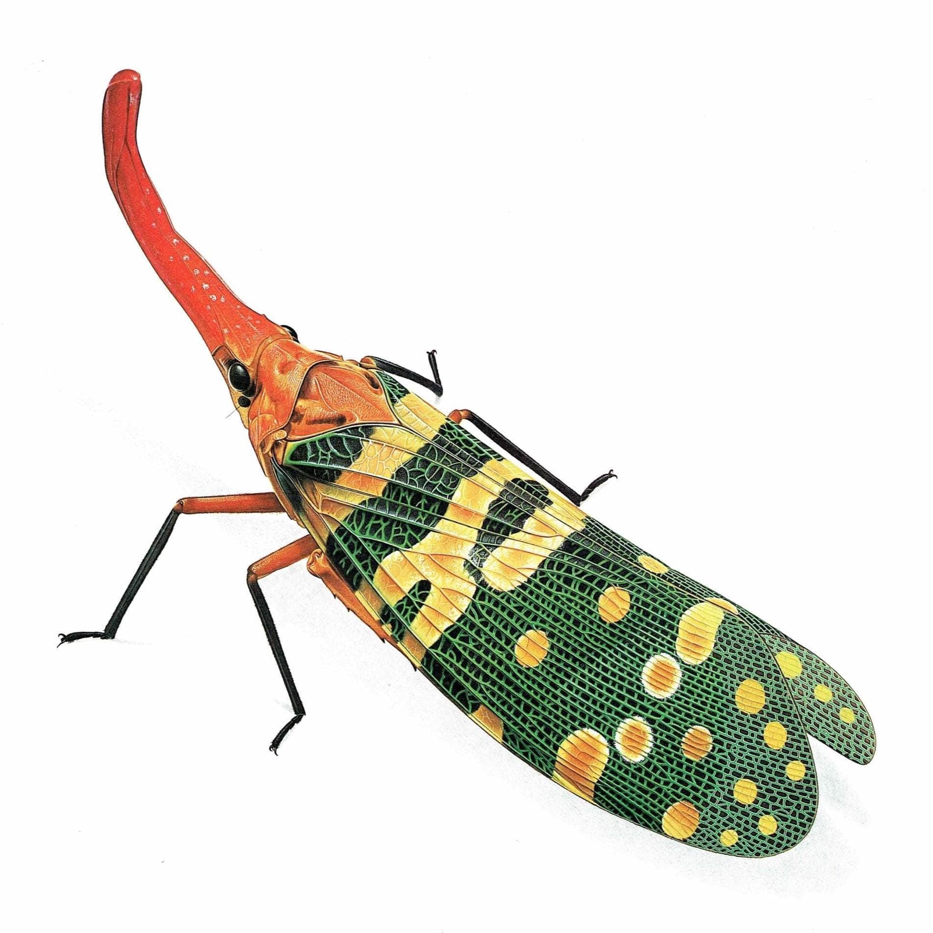 1986 Litchi Lantern Bug Fulgora Laternaria Candelaria Print - Durin Bernard Science illustration - Linnaeus Entomology - 11 x 13 in