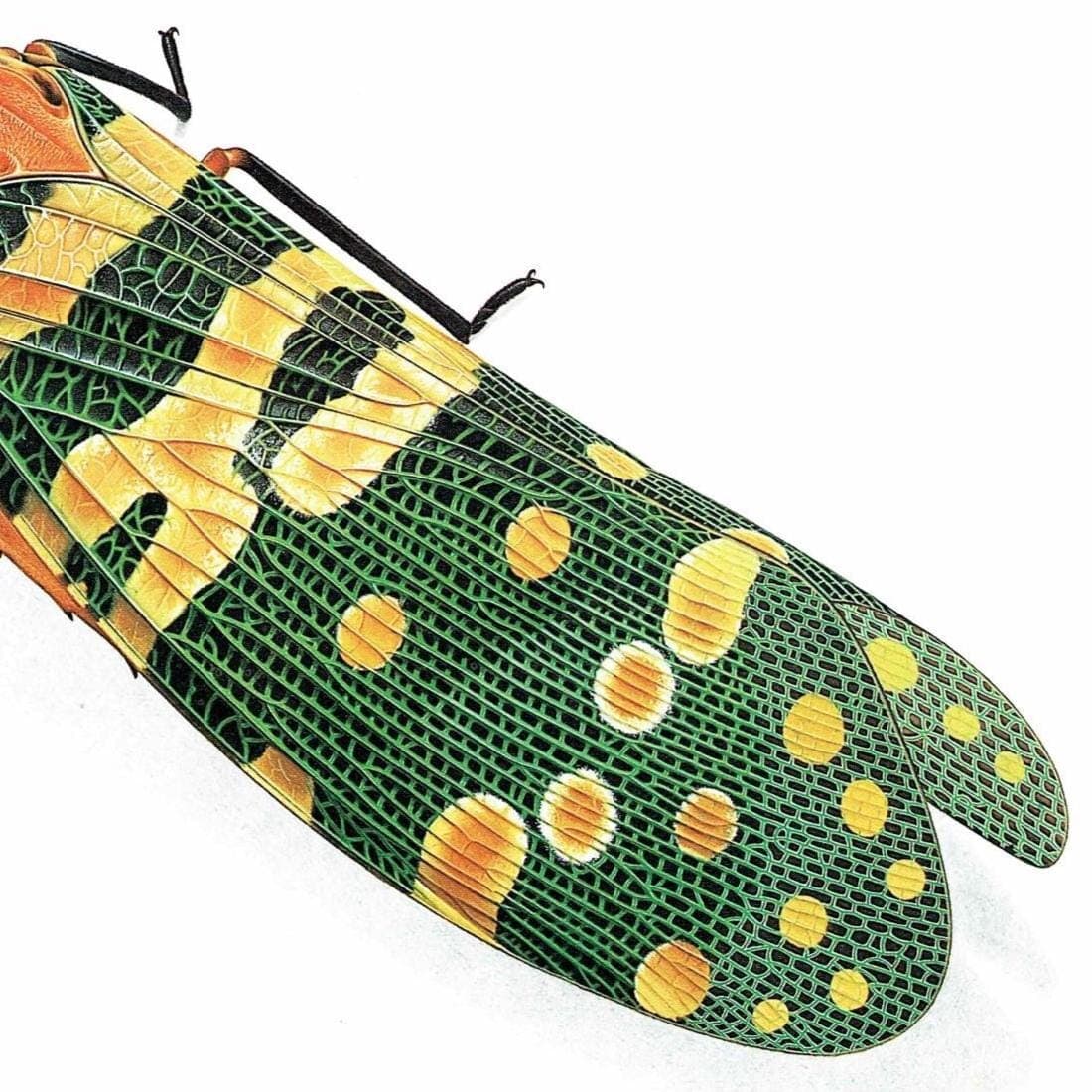 1986 Litchi Lantern Bug Fulgora Laternaria Candelaria Print - Durin Bernard Science illustration - Linnaeus Entomology - 11 x 13 in - Image 5