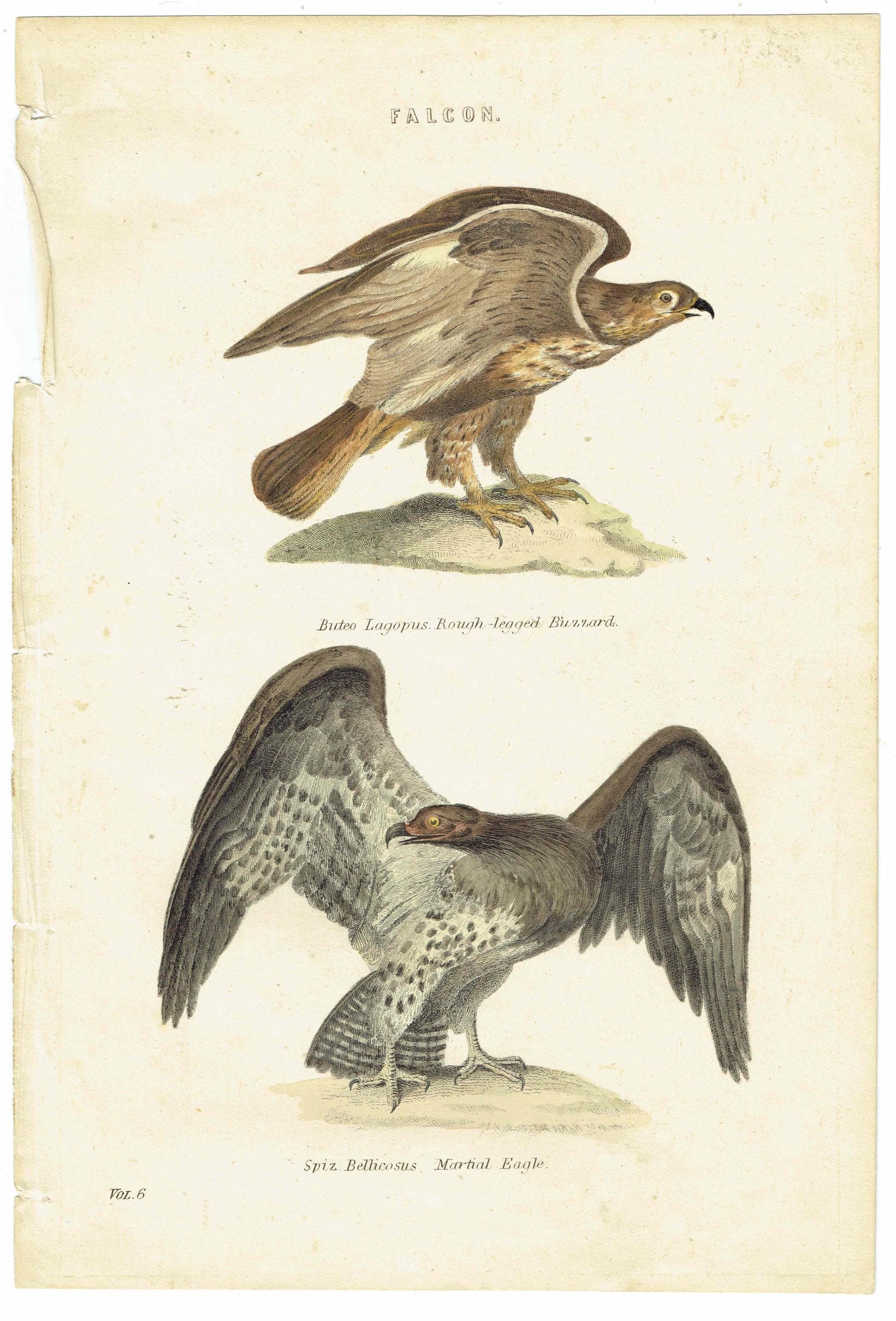 c.1880 Falcon Print - Rough-legged Buzzard & Martial Eagle Hand-Coloured Ornithology Art - 9.75 x 6.25 in