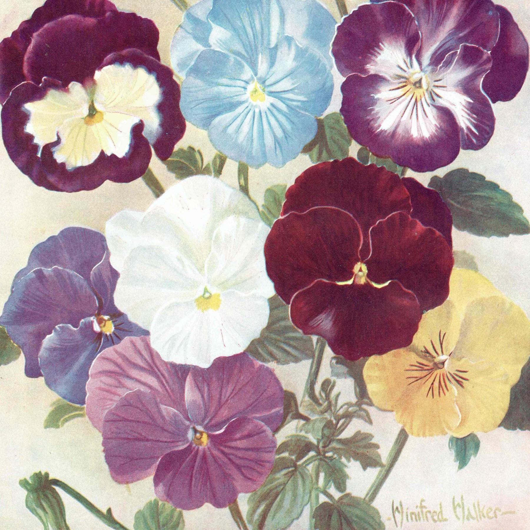 1950s Violas & Pansies Botanical Print – Vintage Garden Flower Illustration by Winifred Walker – Cottagecore Floral Wall Art – 7 x 9.5 in