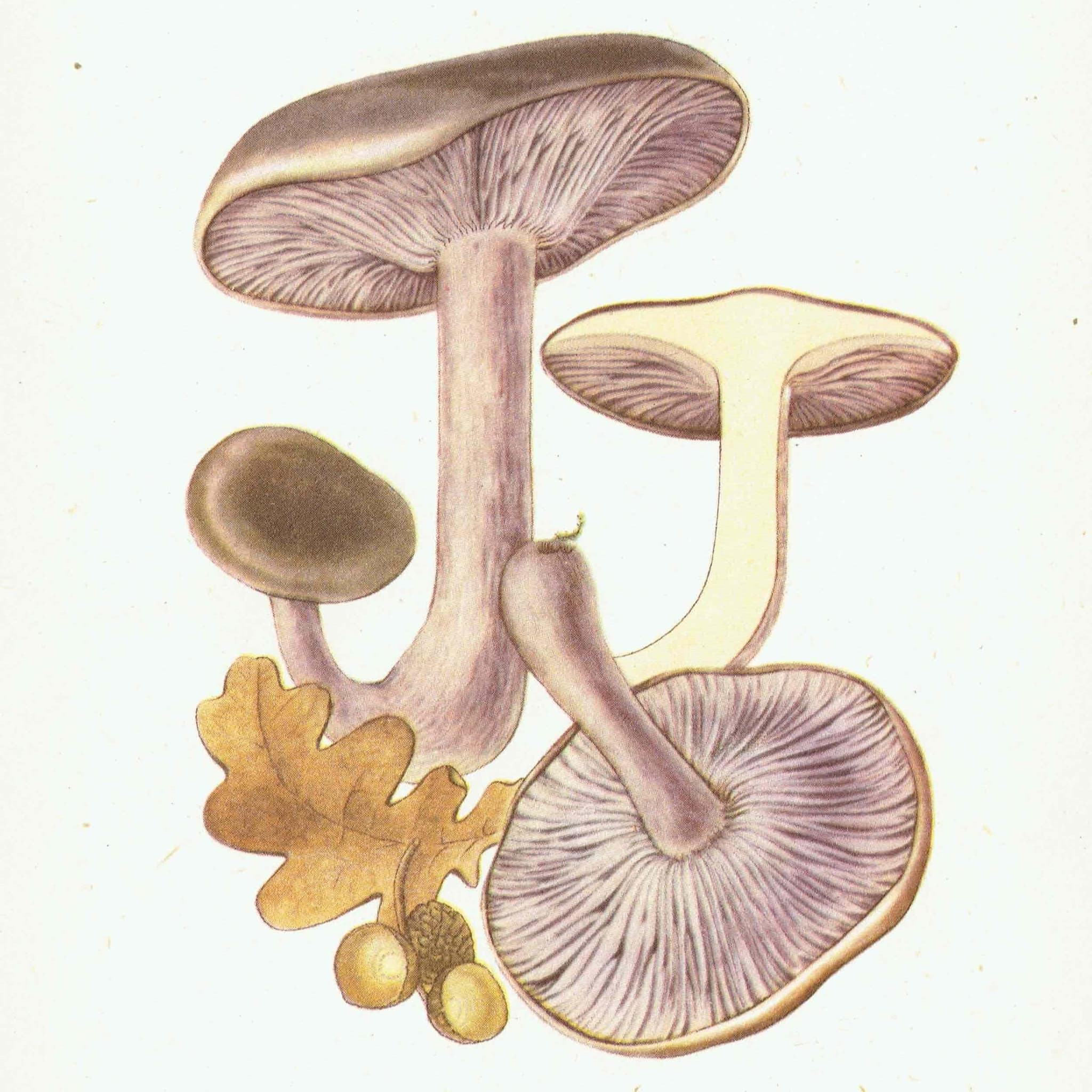 1943 Wood Blewit & St George's Mushroom - Original Vintage Print By Ellenby - Ramsbottom Edible Fungi Mycology Study - 4.5 x 6.5 in