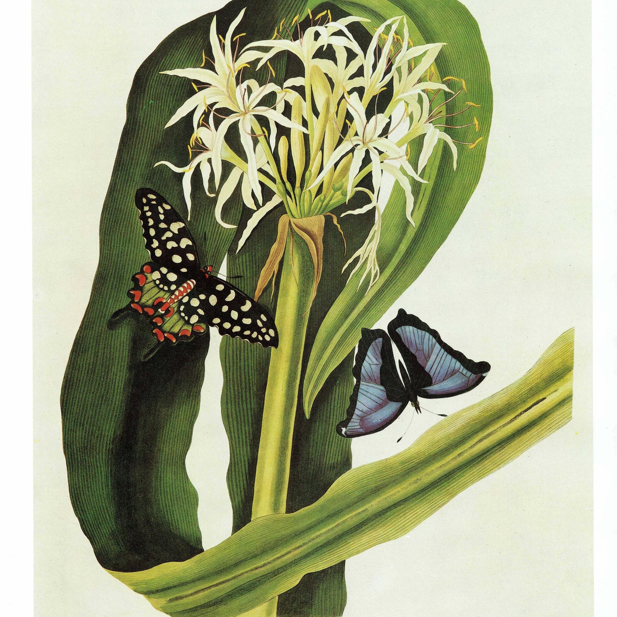 1984 Swamp Lily with Madagascan & Blue Morpho Butterflies - Original Vintage Print By Bury - Botanical Flower Study Hexandrian Plants