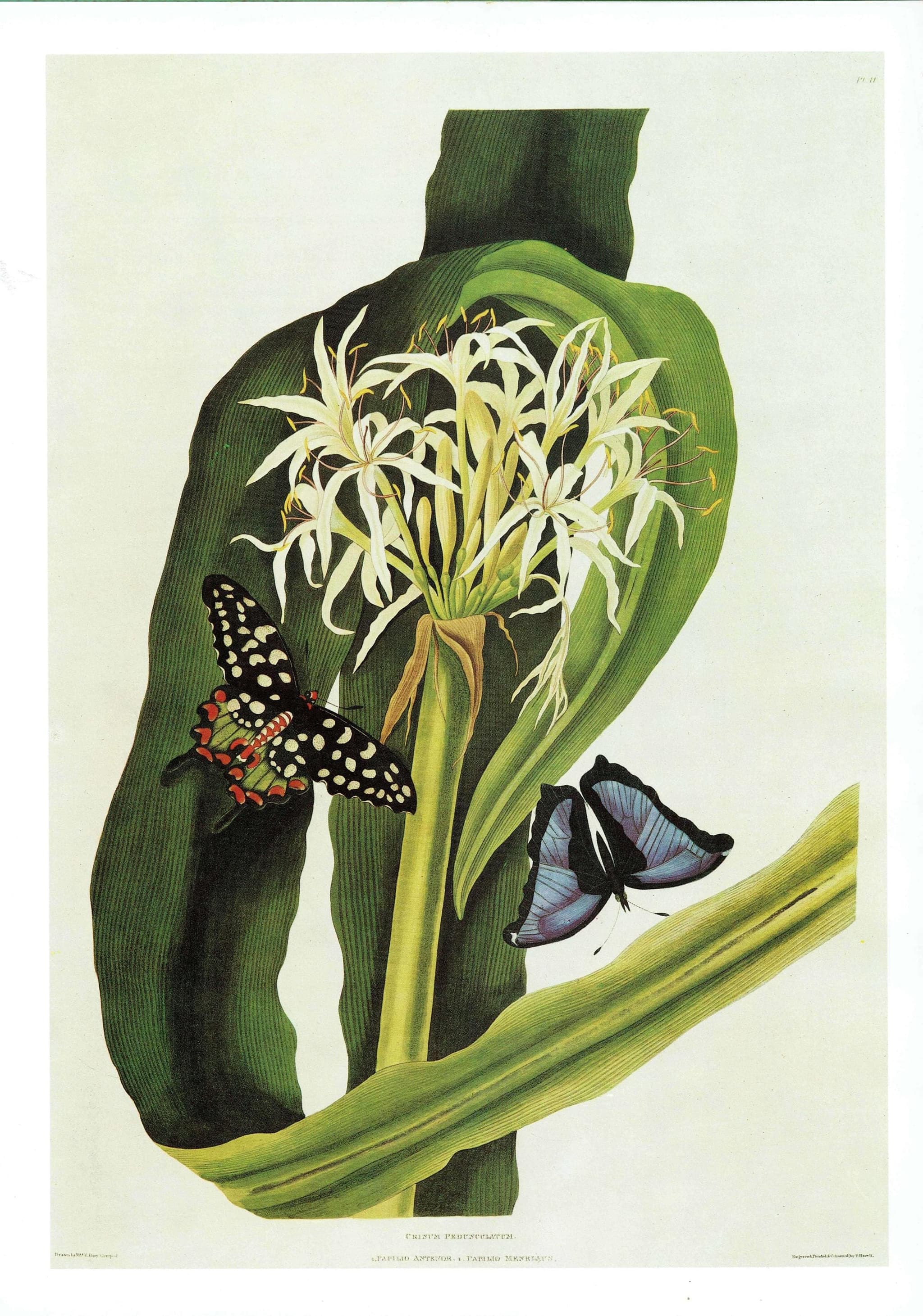 1984 Swamp Lily with Madagascan & Blue Morpho Butterflies - Original Vintage Print By Bury - Botanical Flower Study Hexandrian Plants - Image 2