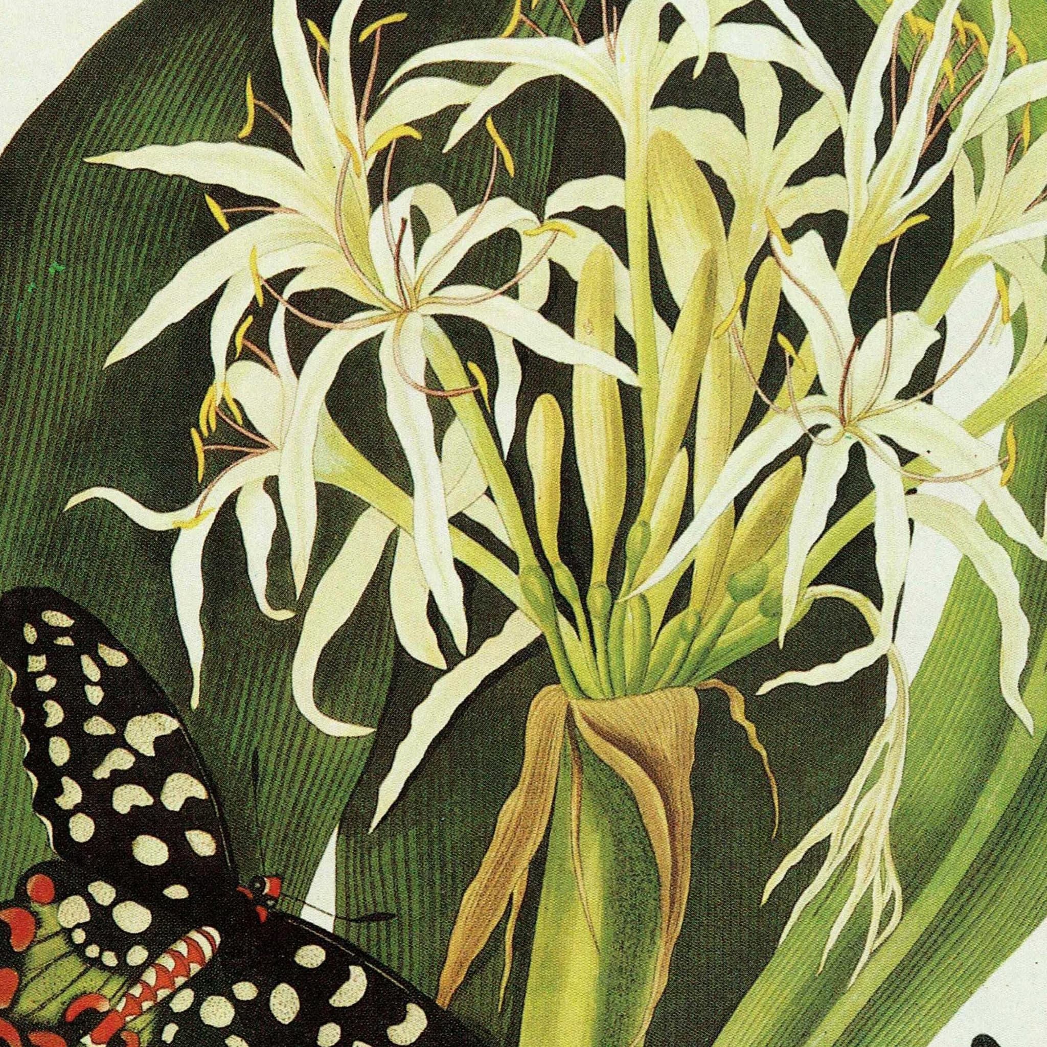 1984 Swamp Lily with Madagascan & Blue Morpho Butterflies - Original Vintage Print By Bury - Botanical Flower Study Hexandrian Plants - Image 3