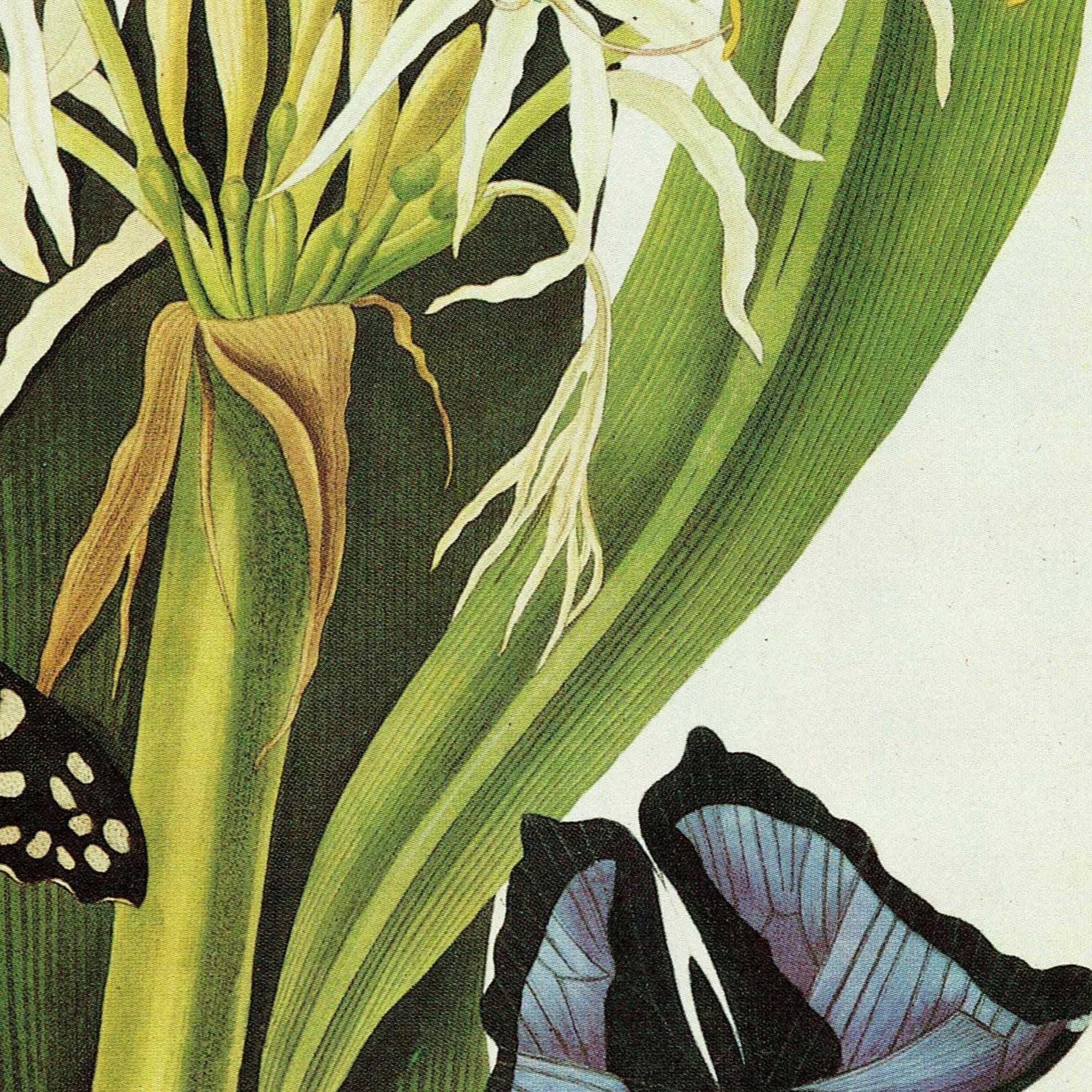 1984 Swamp Lily with Madagascan & Blue Morpho Butterflies - Original Vintage Print By Bury - Botanical Flower Study Hexandrian Plants - Image 4