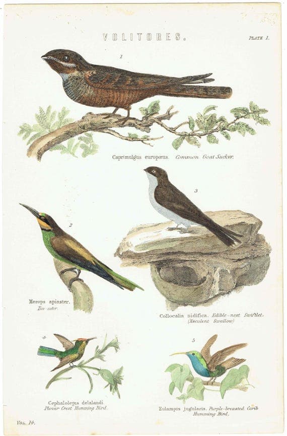 c.1870 Volitores Print - Ornithology Hand Coloured Bird Plate - Nightjar Bee-eater Swiftlet Hummingbird - 9.5 x 6.25 in
