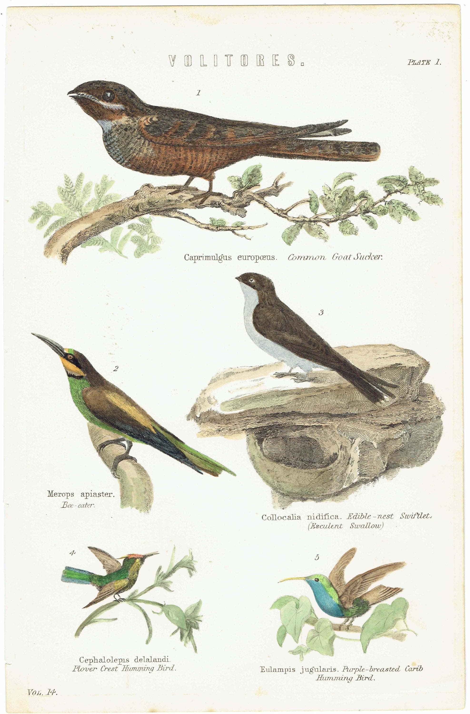 c.1870 Volitores Print - Ornithology Hand Coloured Bird Plate - Nightjar Bee-eater Swiftlet Hummingbird - 9.5 x 6.25 in