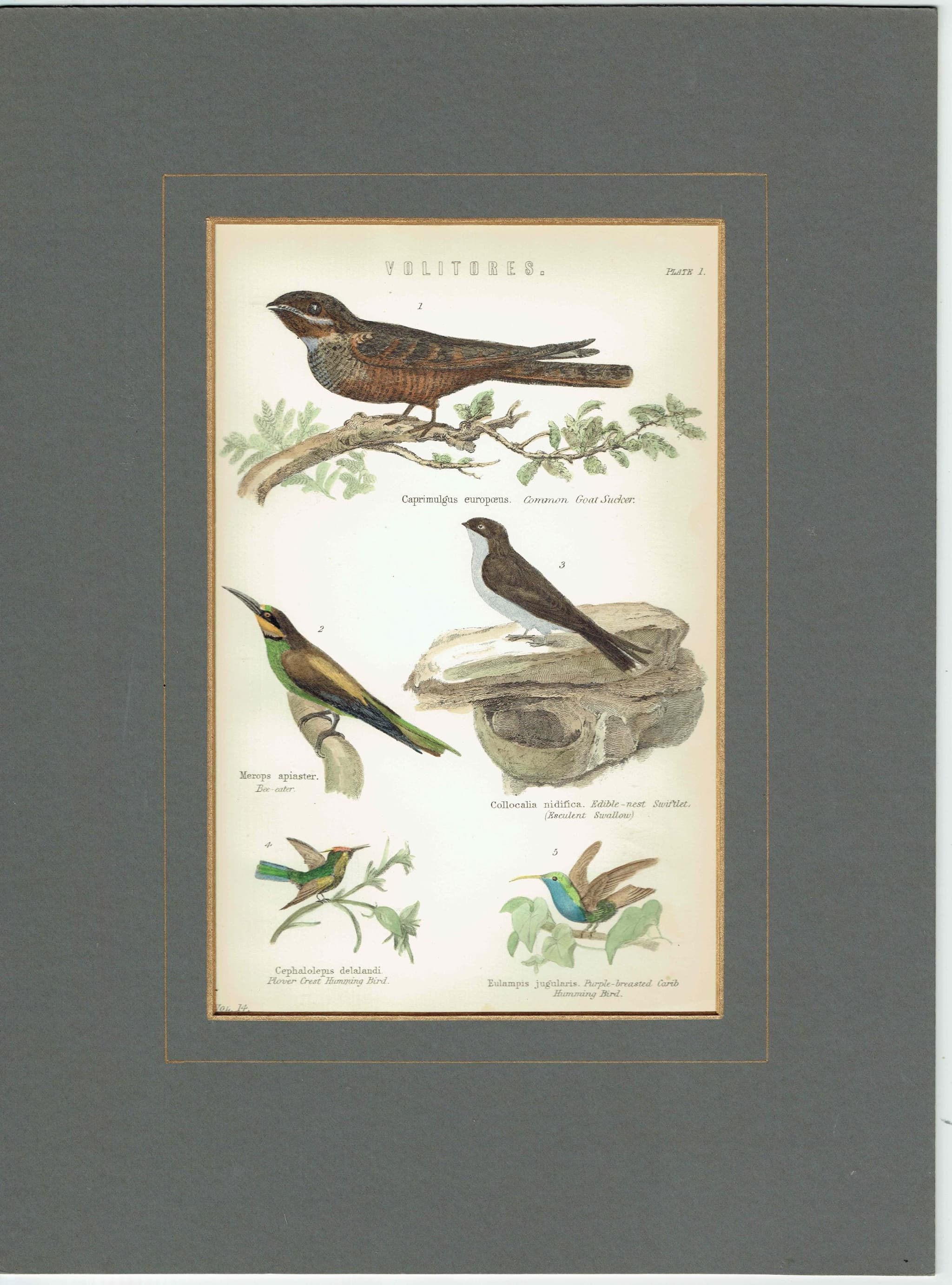 c.1870 Volitores Print - Ornithology Hand Coloured Bird Plate - Nightjar Bee-eater Swiftlet Hummingbird - 9.5 x 6.25 in - Image 2