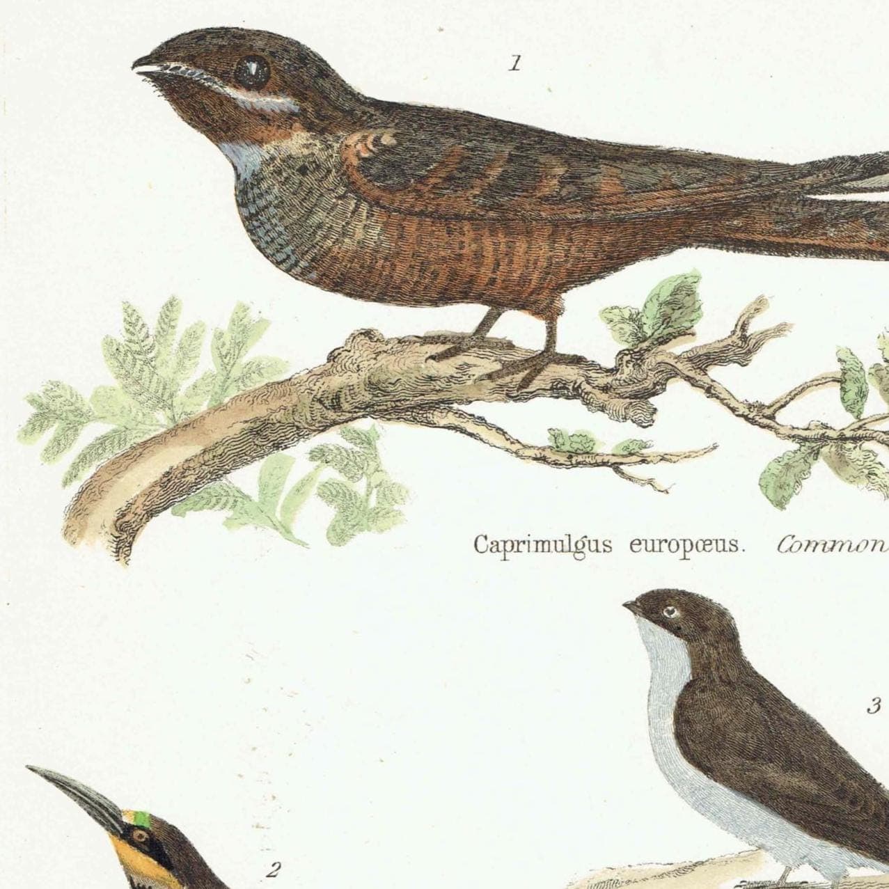 c.1870 Volitores Print - Ornithology Hand Coloured Bird Plate - Nightjar Bee-eater Swiftlet Hummingbird - 9.5 x 6.25 in - Image 3