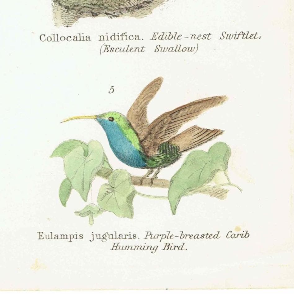 c.1870 Volitores Print - Ornithology Hand Coloured Bird Plate - Nightjar Bee-eater Swiftlet Hummingbird - 9.5 x 6.25 in - Image 4