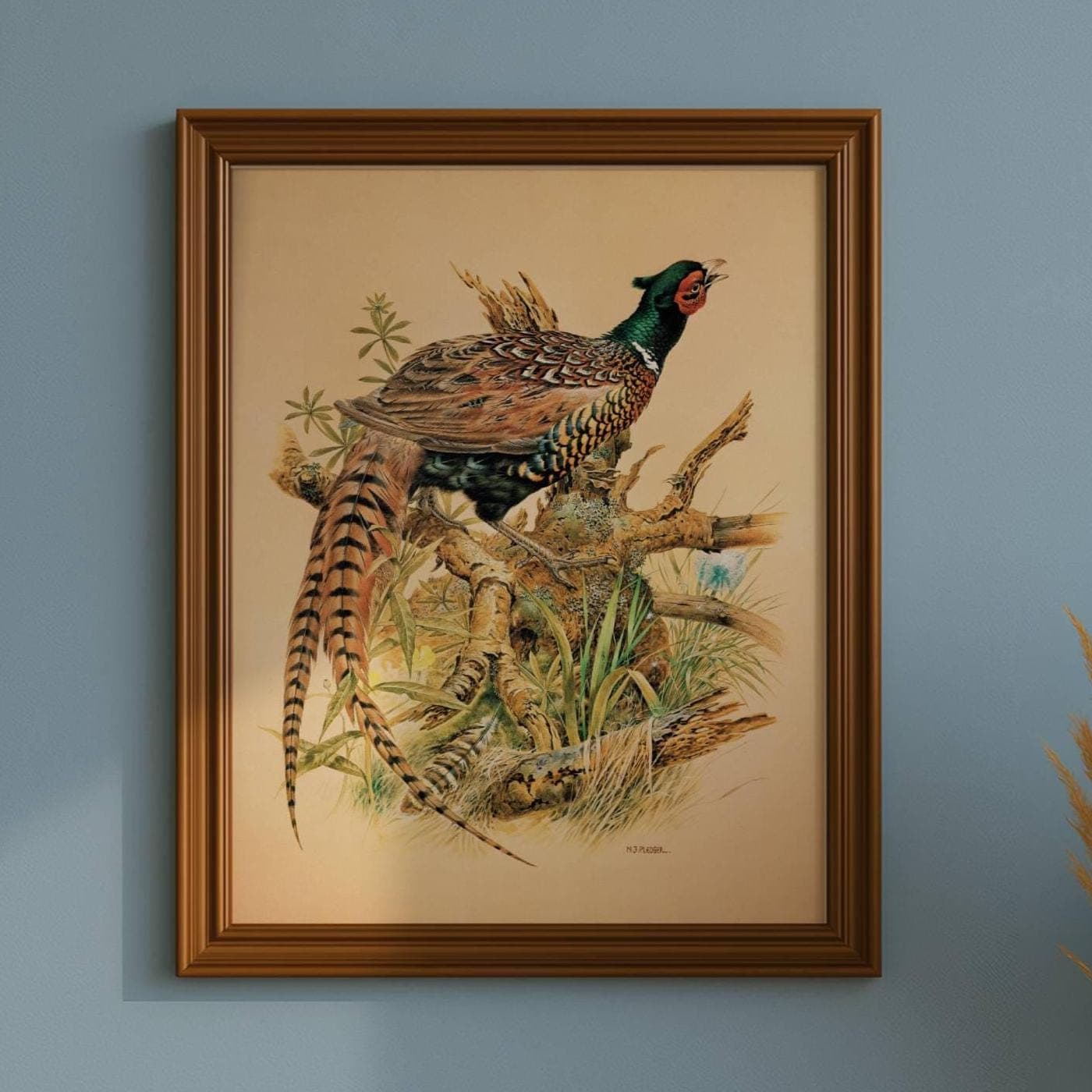 1981 Ring-Necked Pheasant - Phasianus Colchicus - Game Birds Print - Maurice Pledger - Vintage Wildlife Art - Ornithology 11.5 x 16.5 in