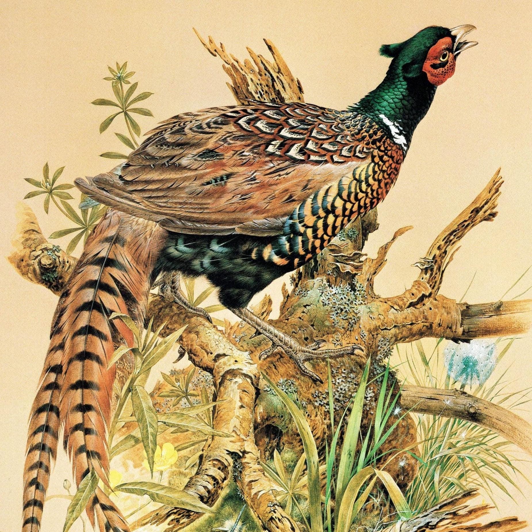 1981 Ring-Necked Pheasant - Phasianus Colchicus - Game Birds Print - Maurice Pledger - Vintage Wildlife Art - Ornithology 11.5 x 16.5 in - Image 2