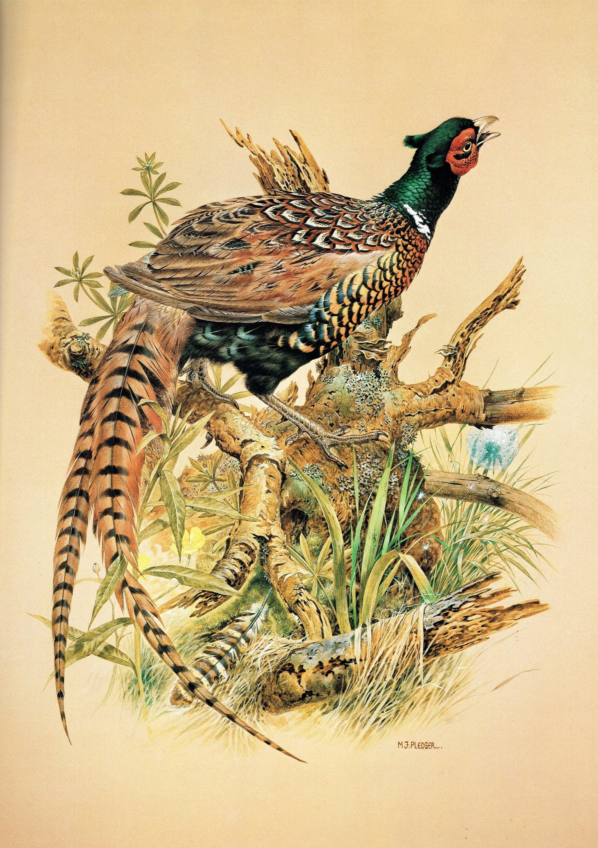 1981 Ring-Necked Pheasant - Phasianus Colchicus - Game Birds Print - Maurice Pledger - Vintage Wildlife Art - Ornithology 11.5 x 16.5 in - Image 3