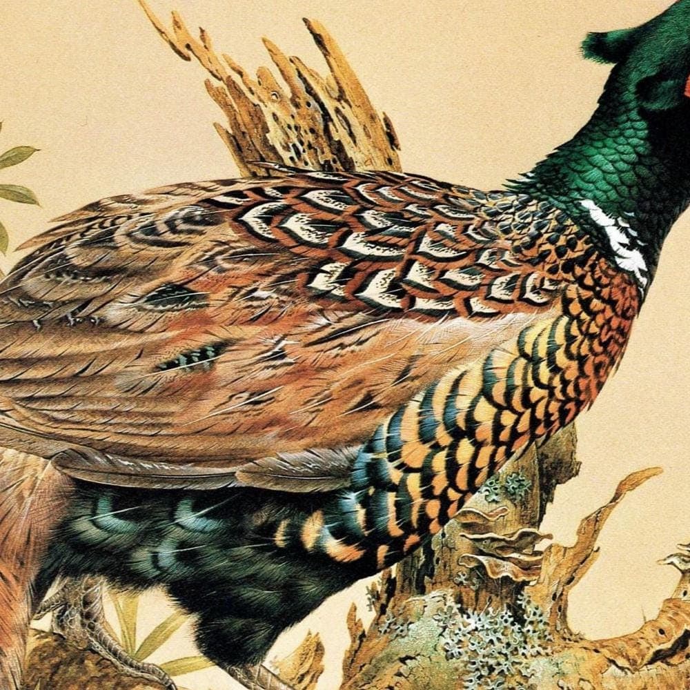 1981 Ring-Necked Pheasant - Phasianus Colchicus - Game Birds Print - Maurice Pledger - Vintage Wildlife Art - Ornithology 11.5 x 16.5 in - Image 4